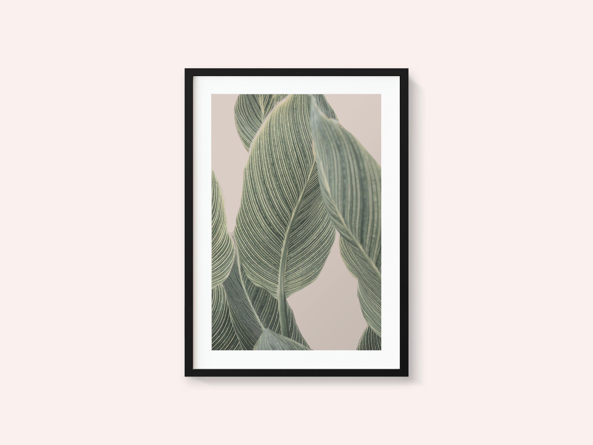 Calla Leaf