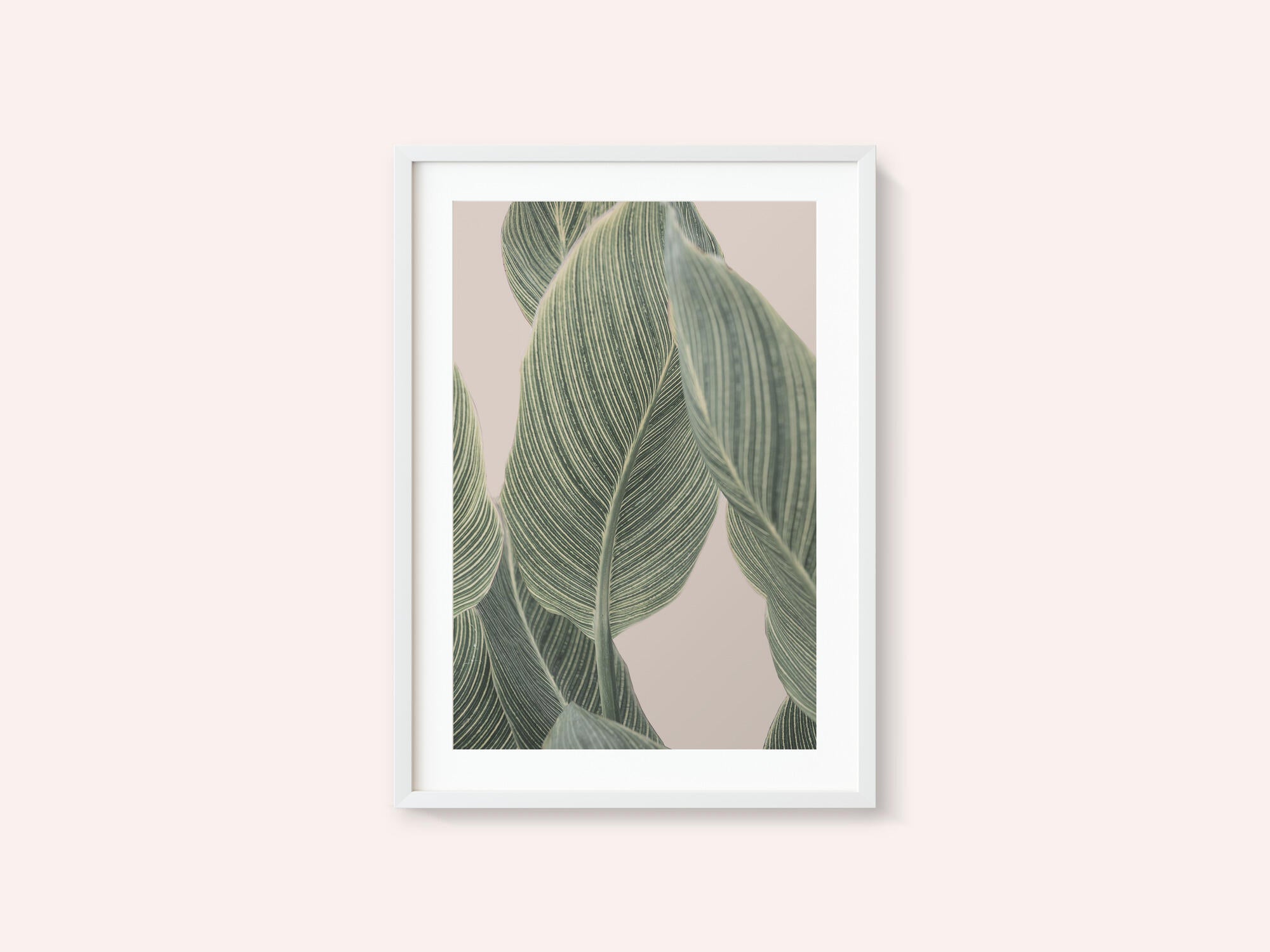 Calla Leaf