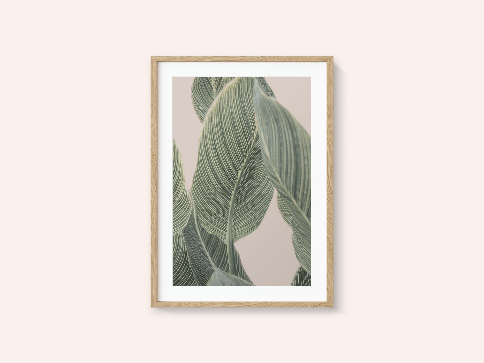 Calla Leaf