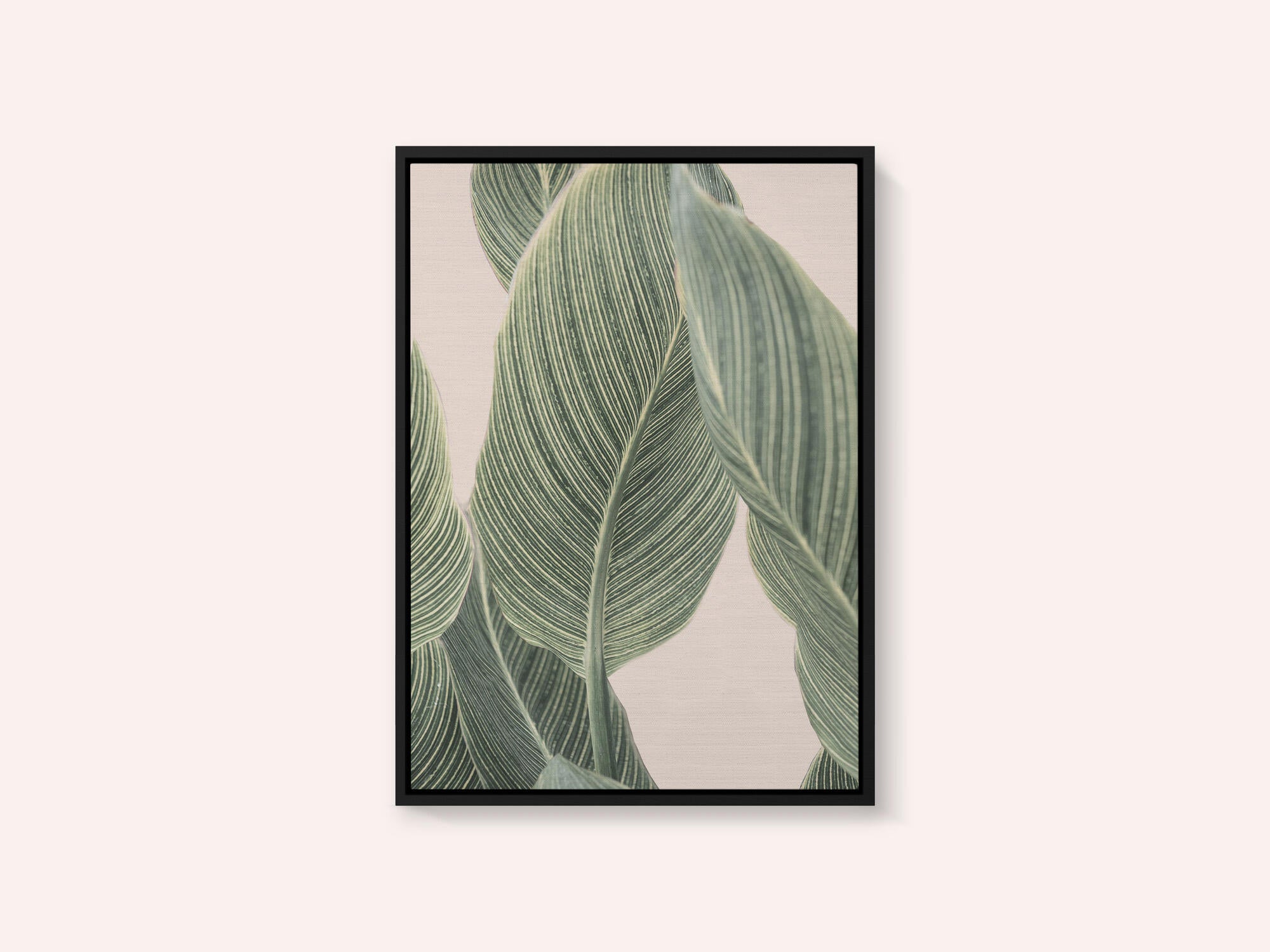 Calla Leaf