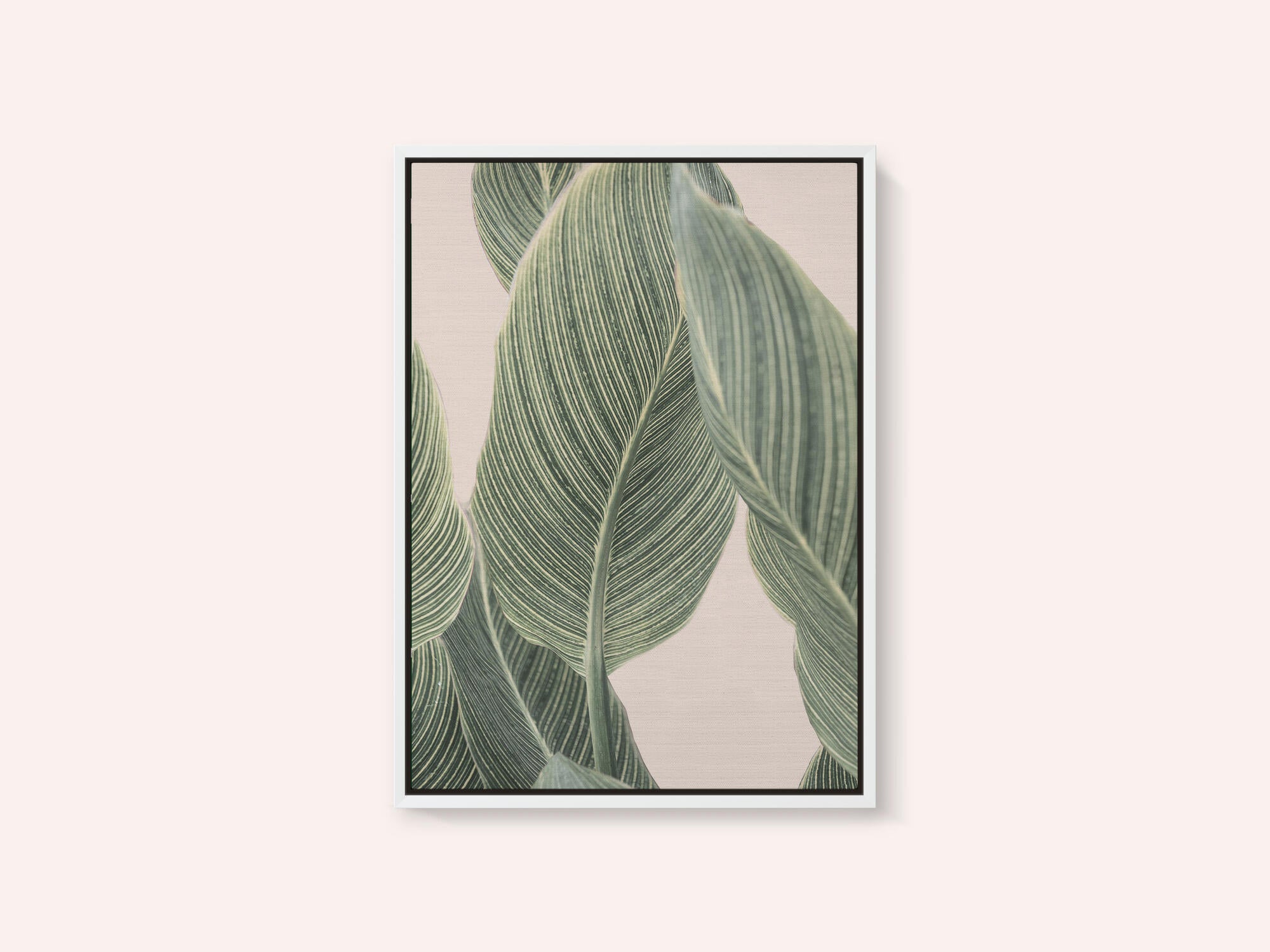 Calla Leaf
