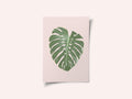 Monstera Leaf Blush