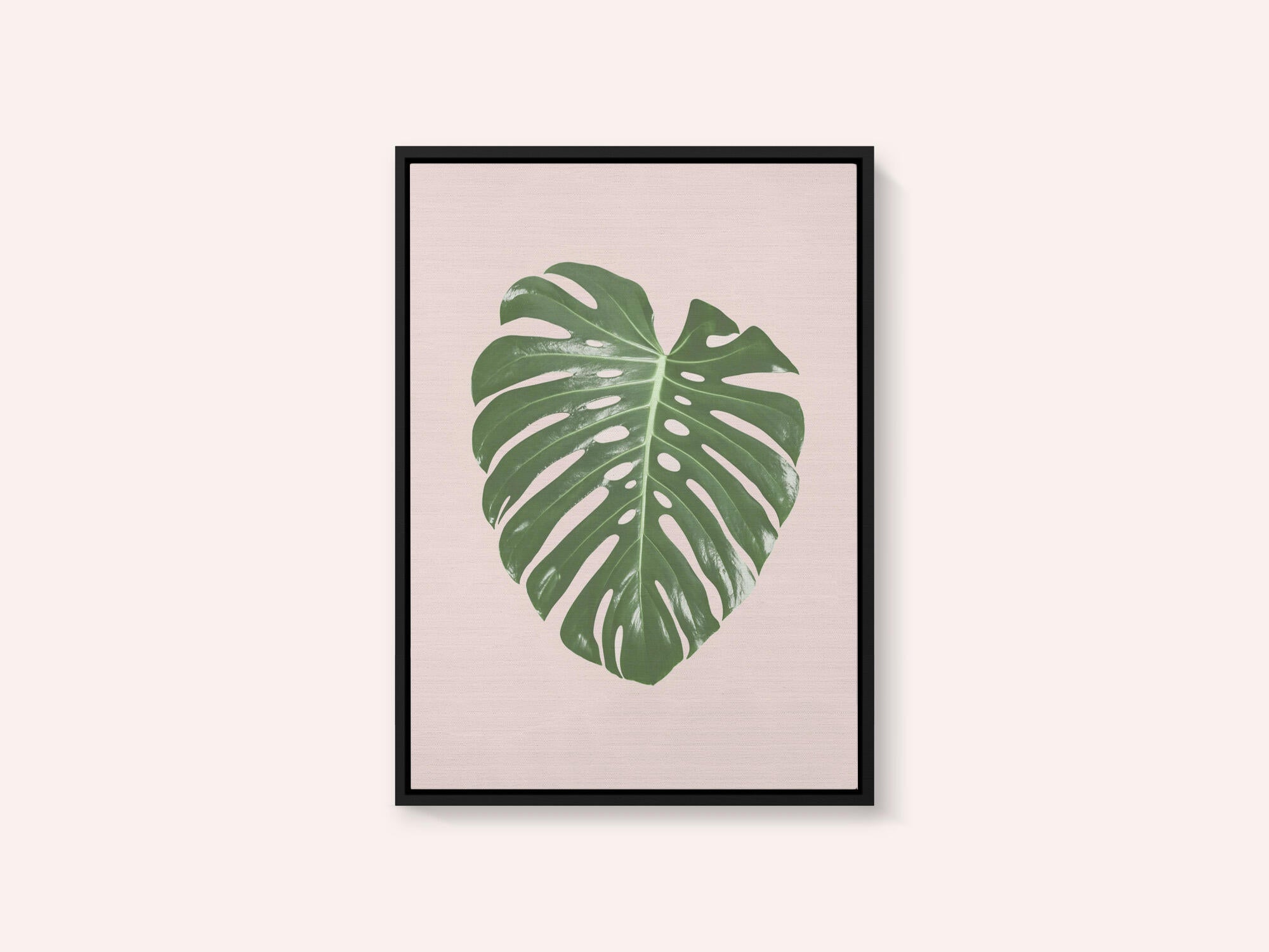 Monstera Leaf Blush