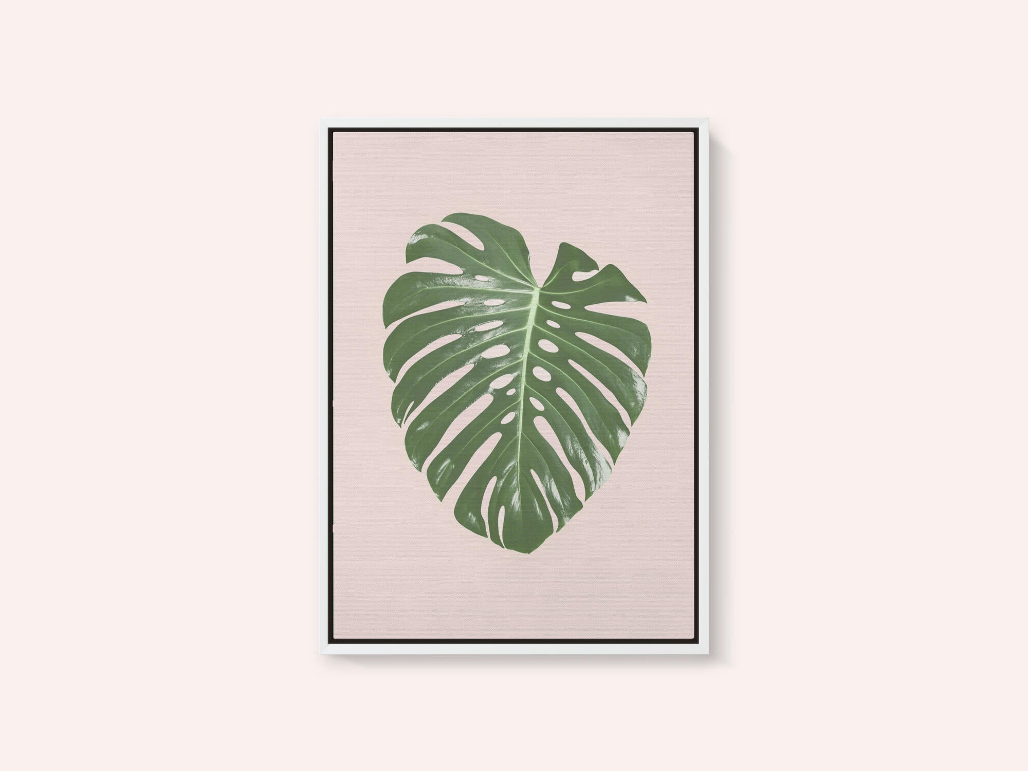 Monstera Leaf Blush