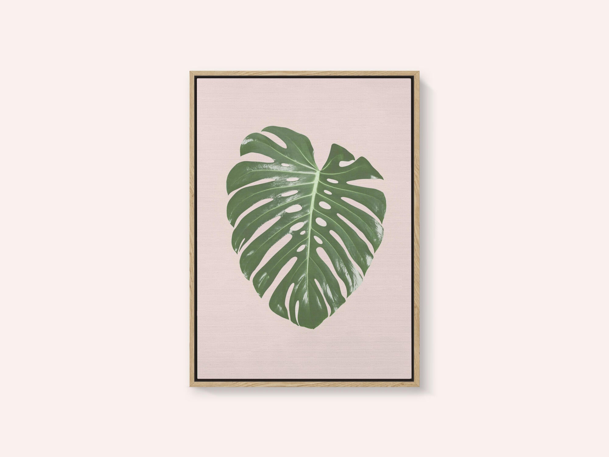 Monstera Leaf Blush
