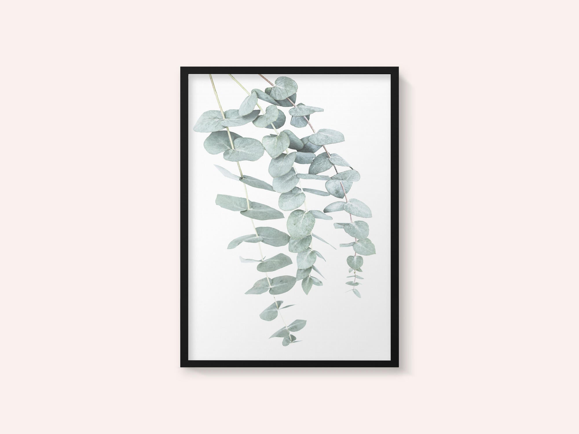 Eucalyptus I