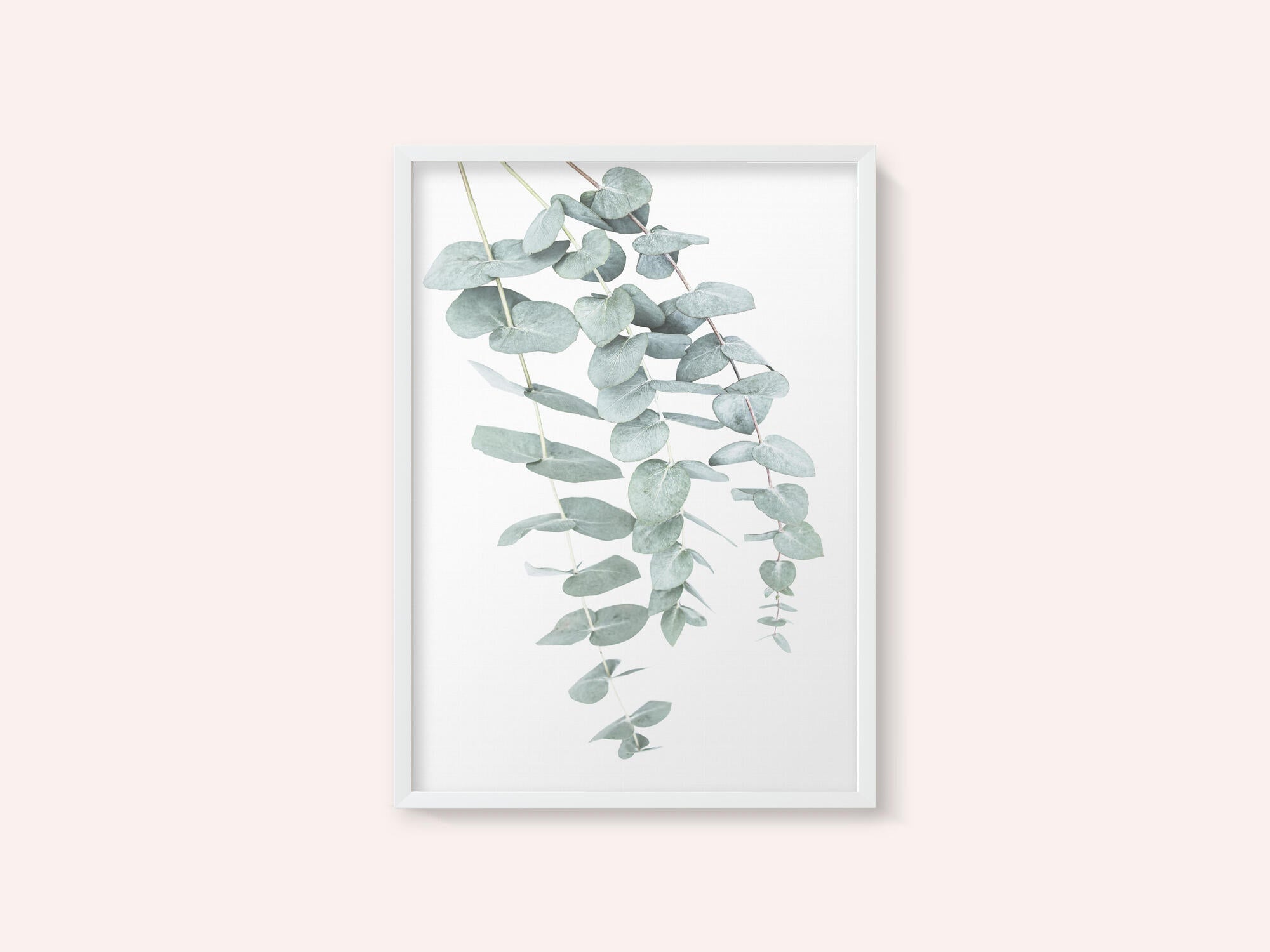 Eucalyptus I