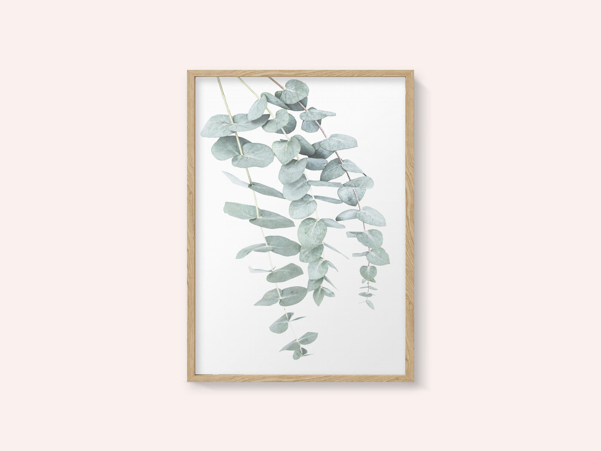 Eucalyptus I