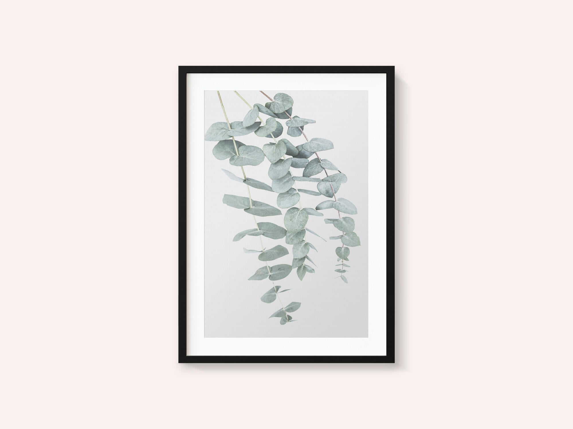 Eucalyptus I