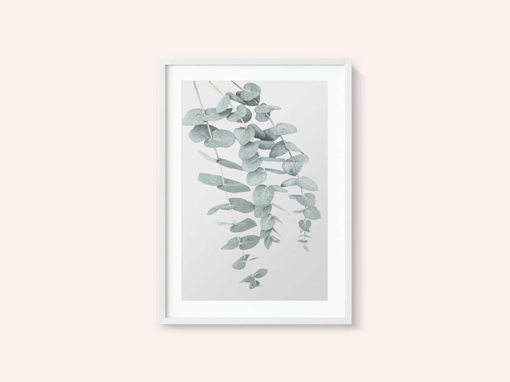 Eucalyptus I