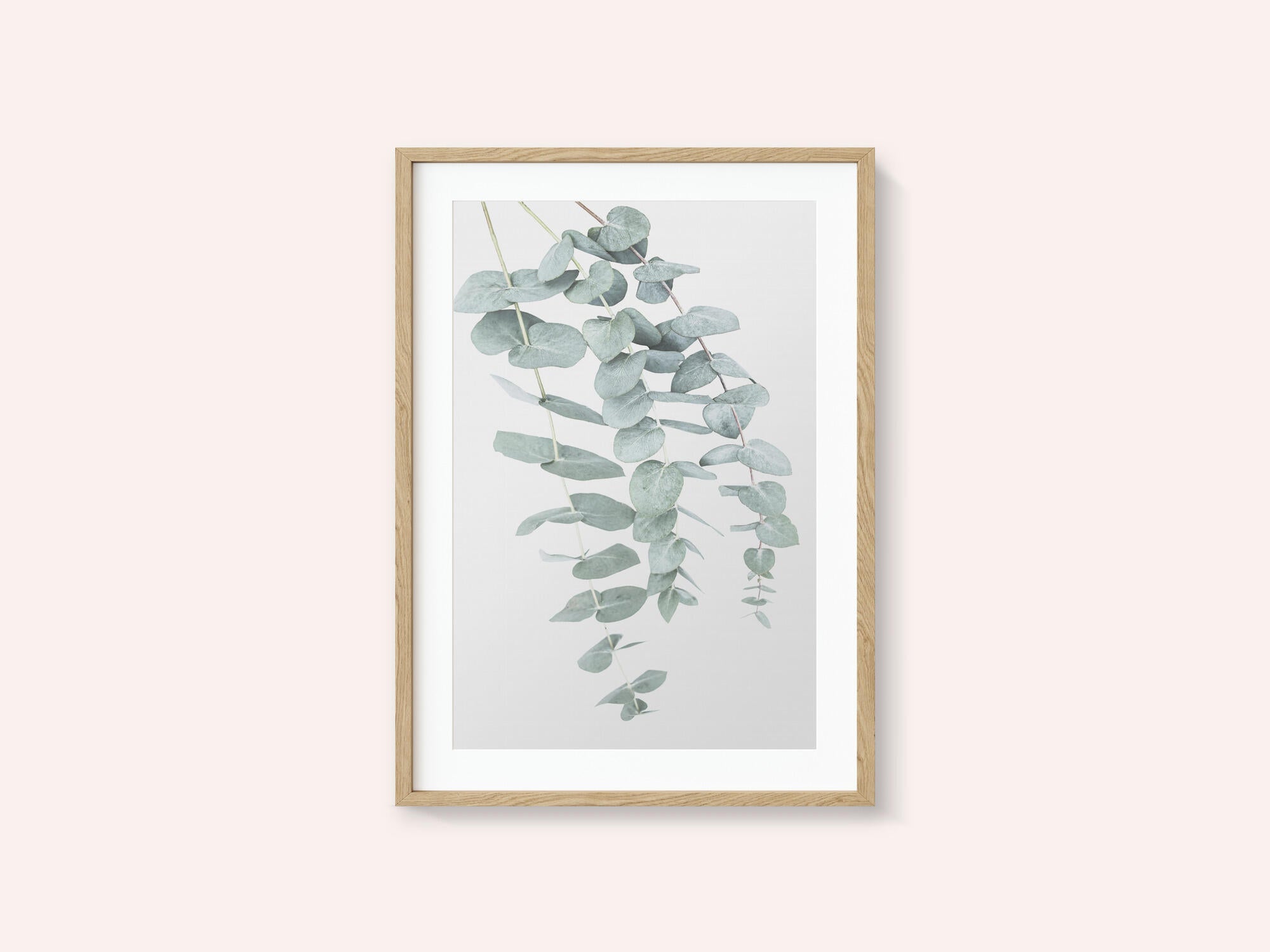 Eucalyptus I