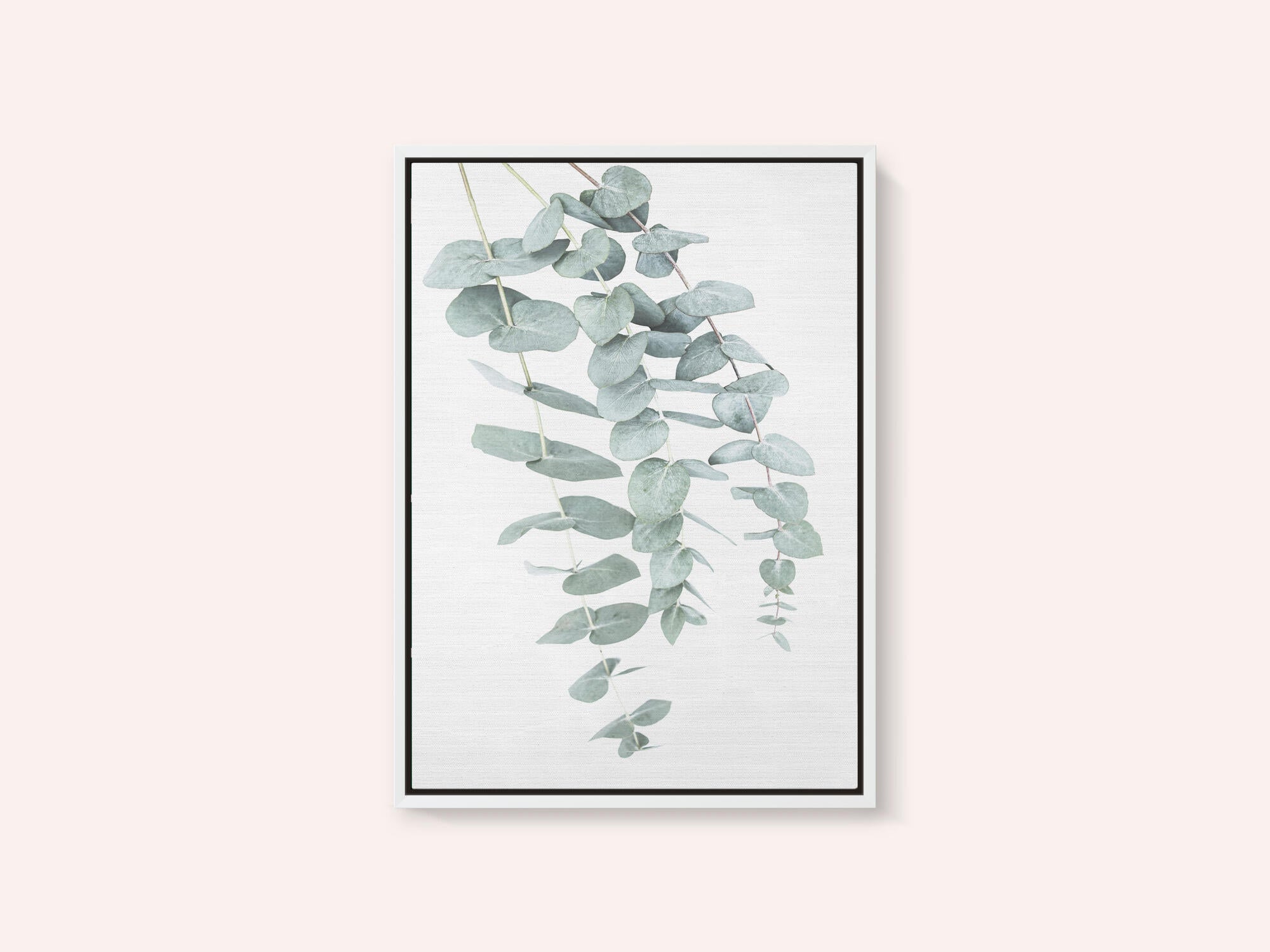 Eucalyptus I