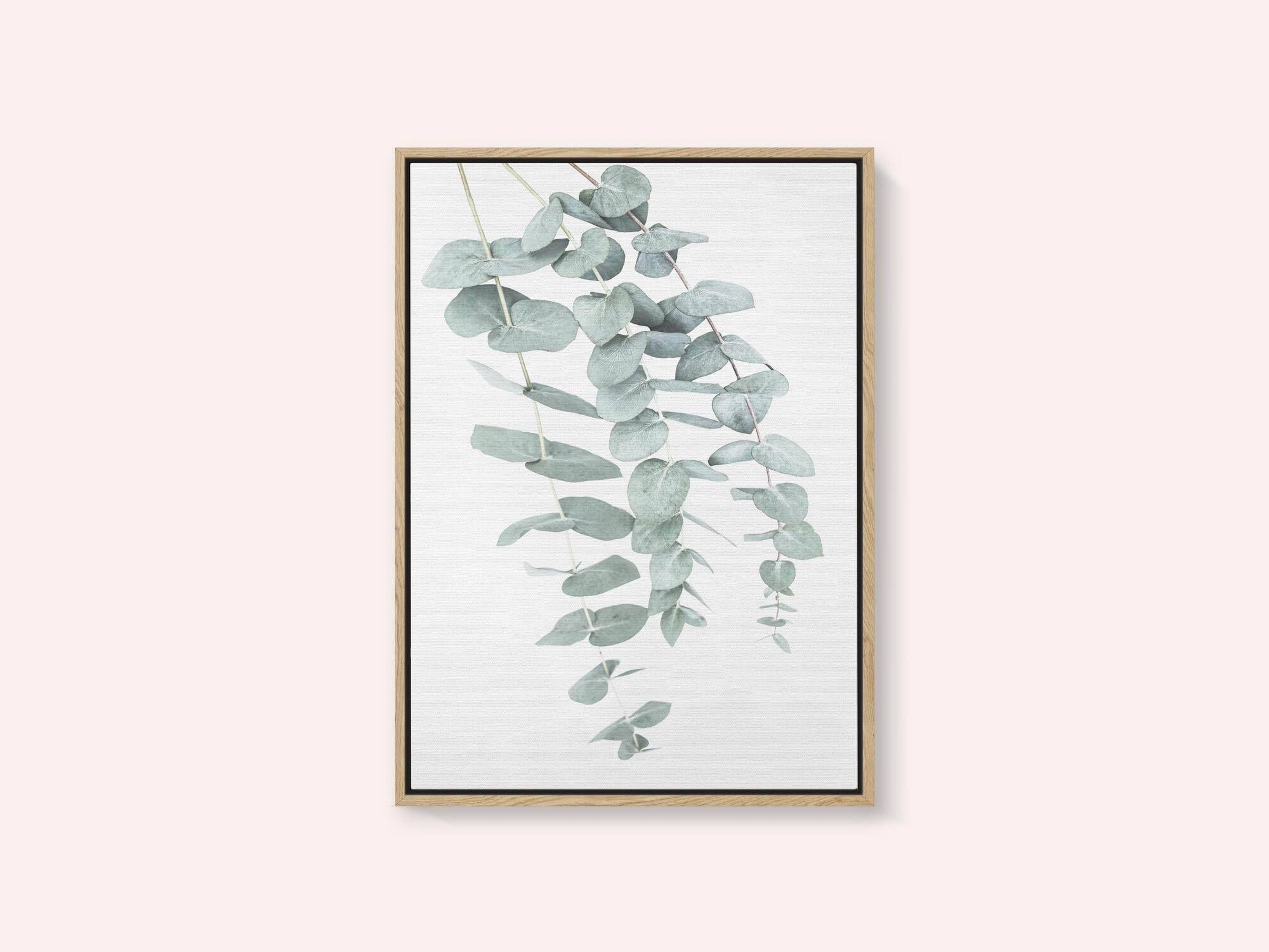 Eucalyptus I