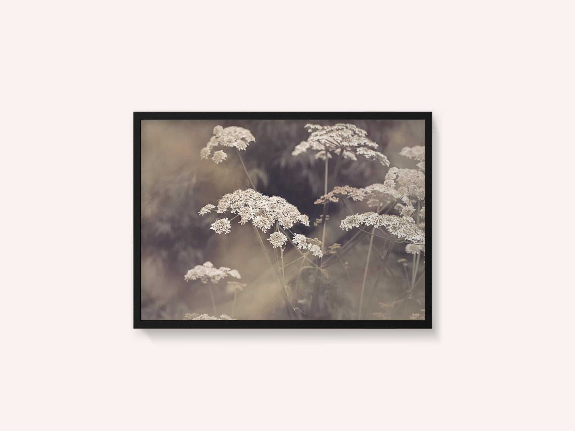 Wild Parsley