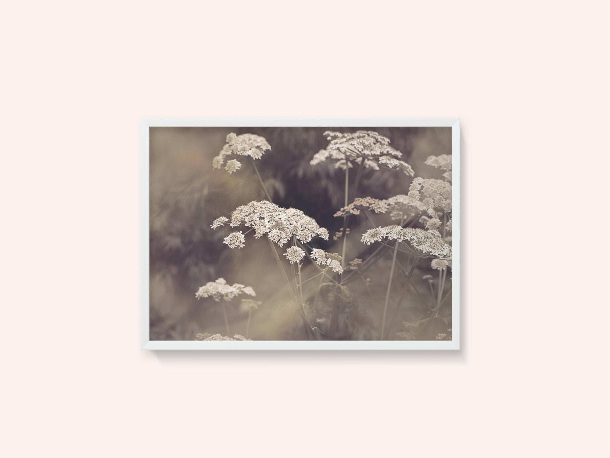 Wild Parsley