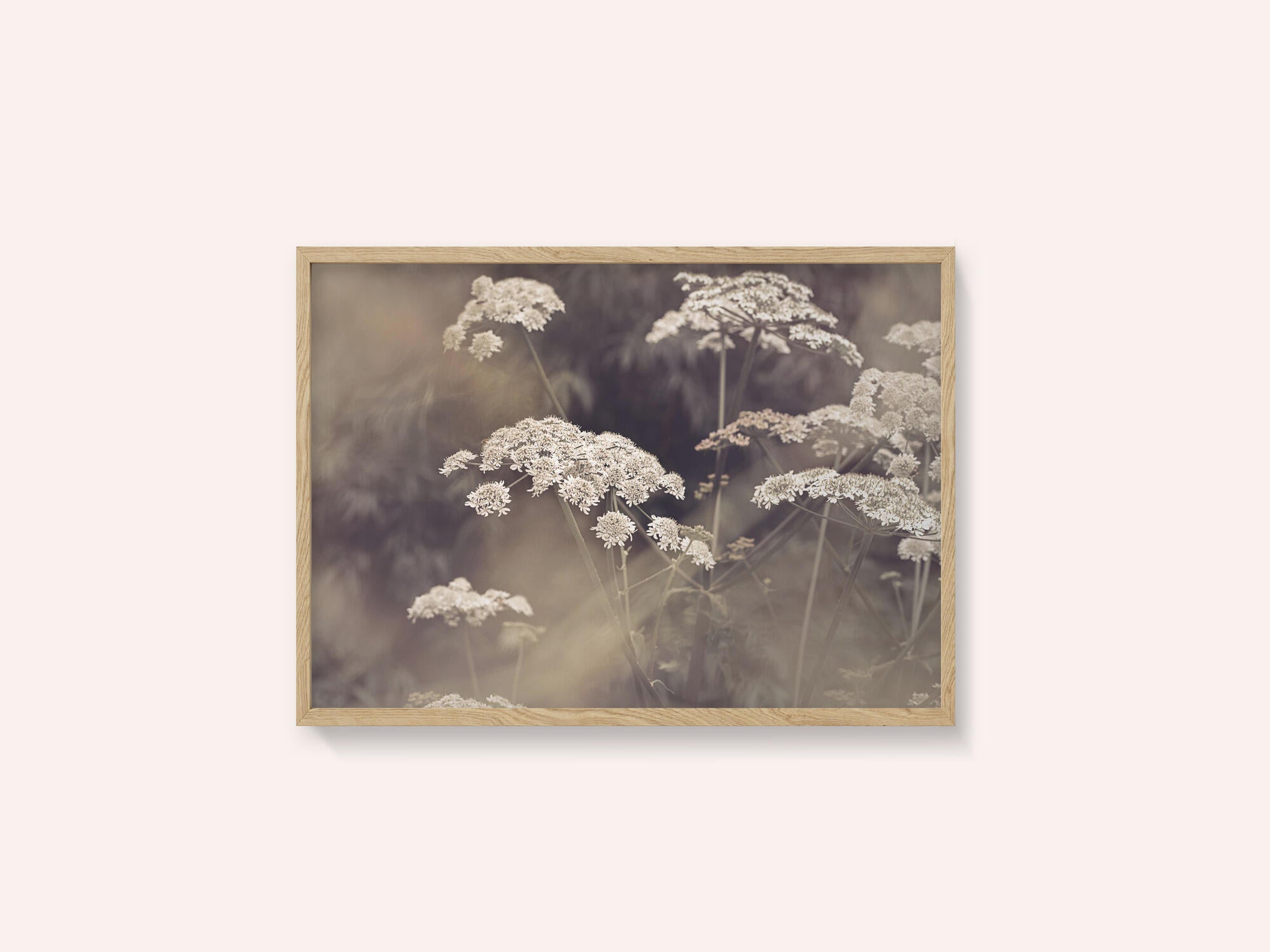 Wild Parsley