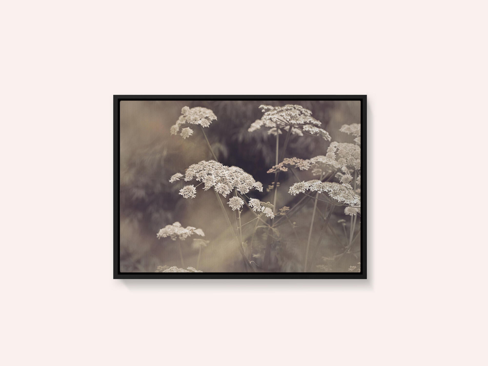 Wild Parsley
