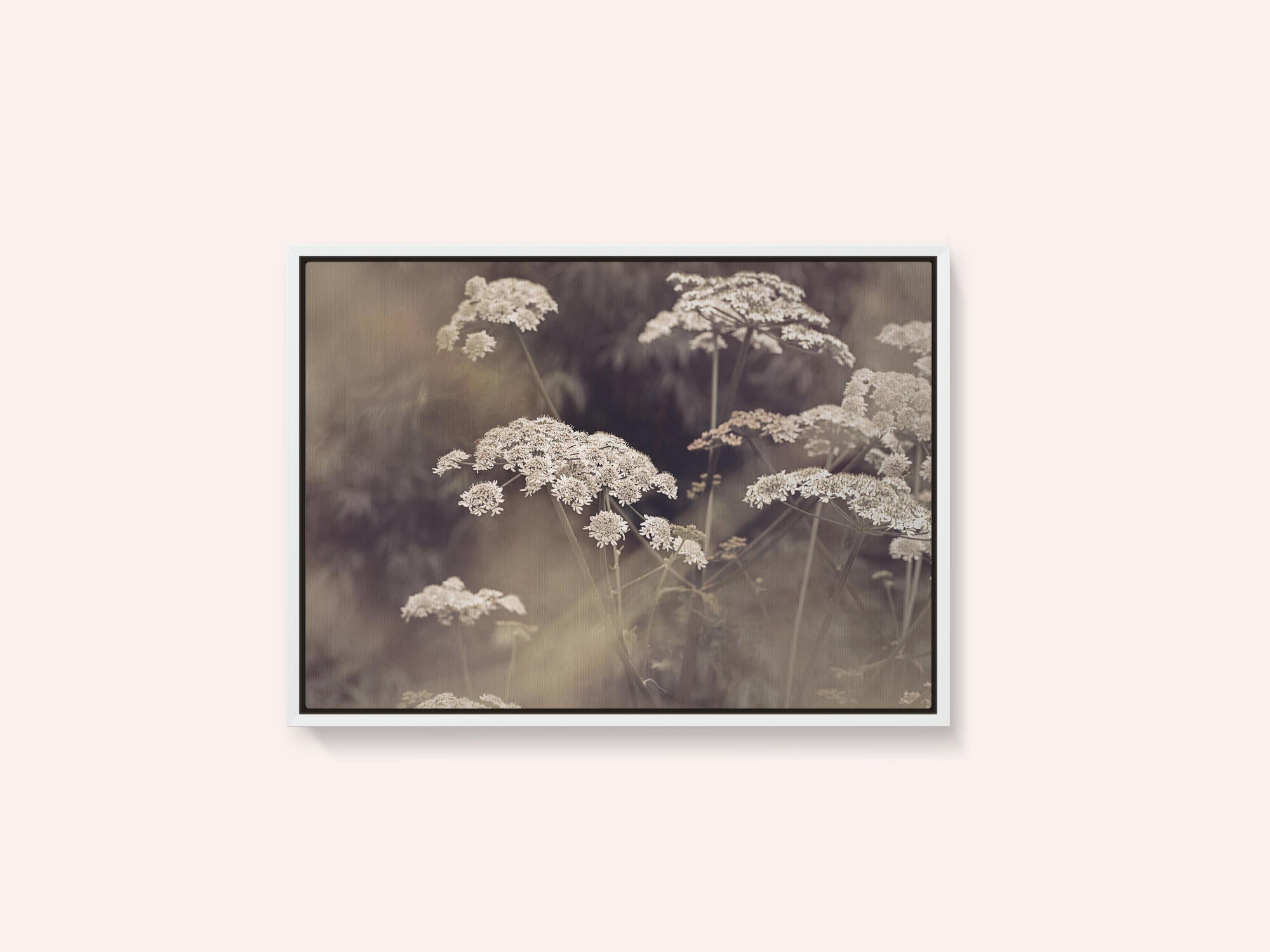 Wild Parsley
