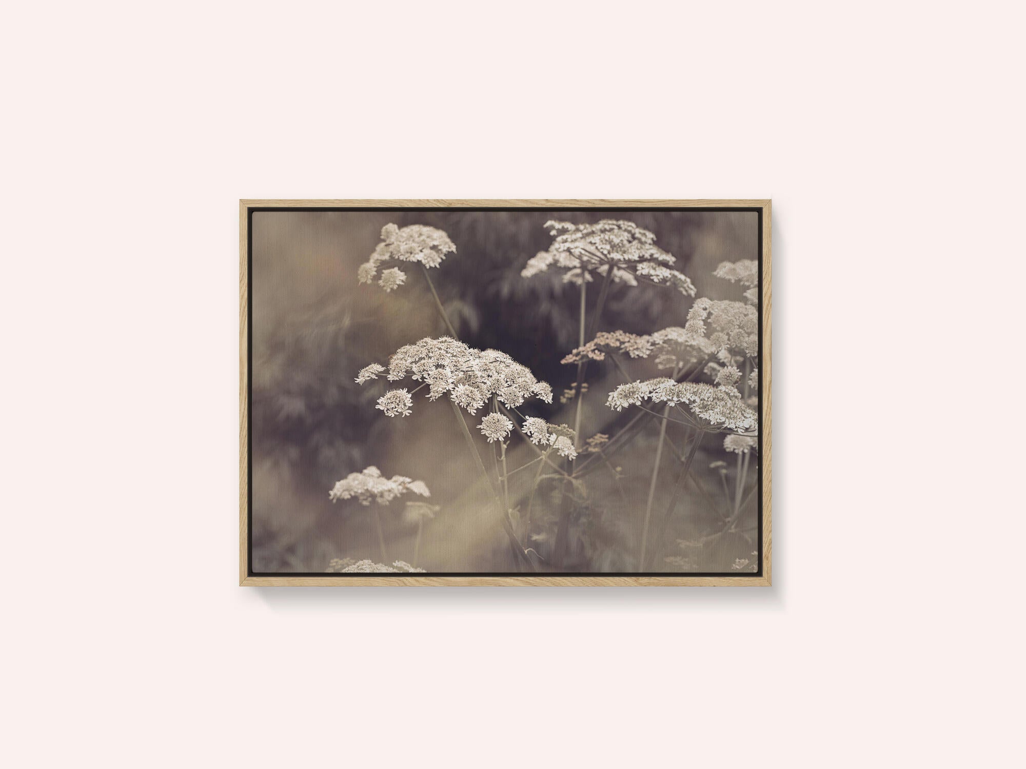 Wild Parsley