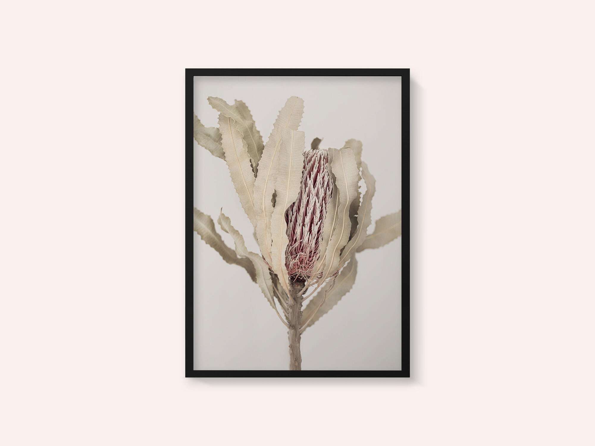 Banksia