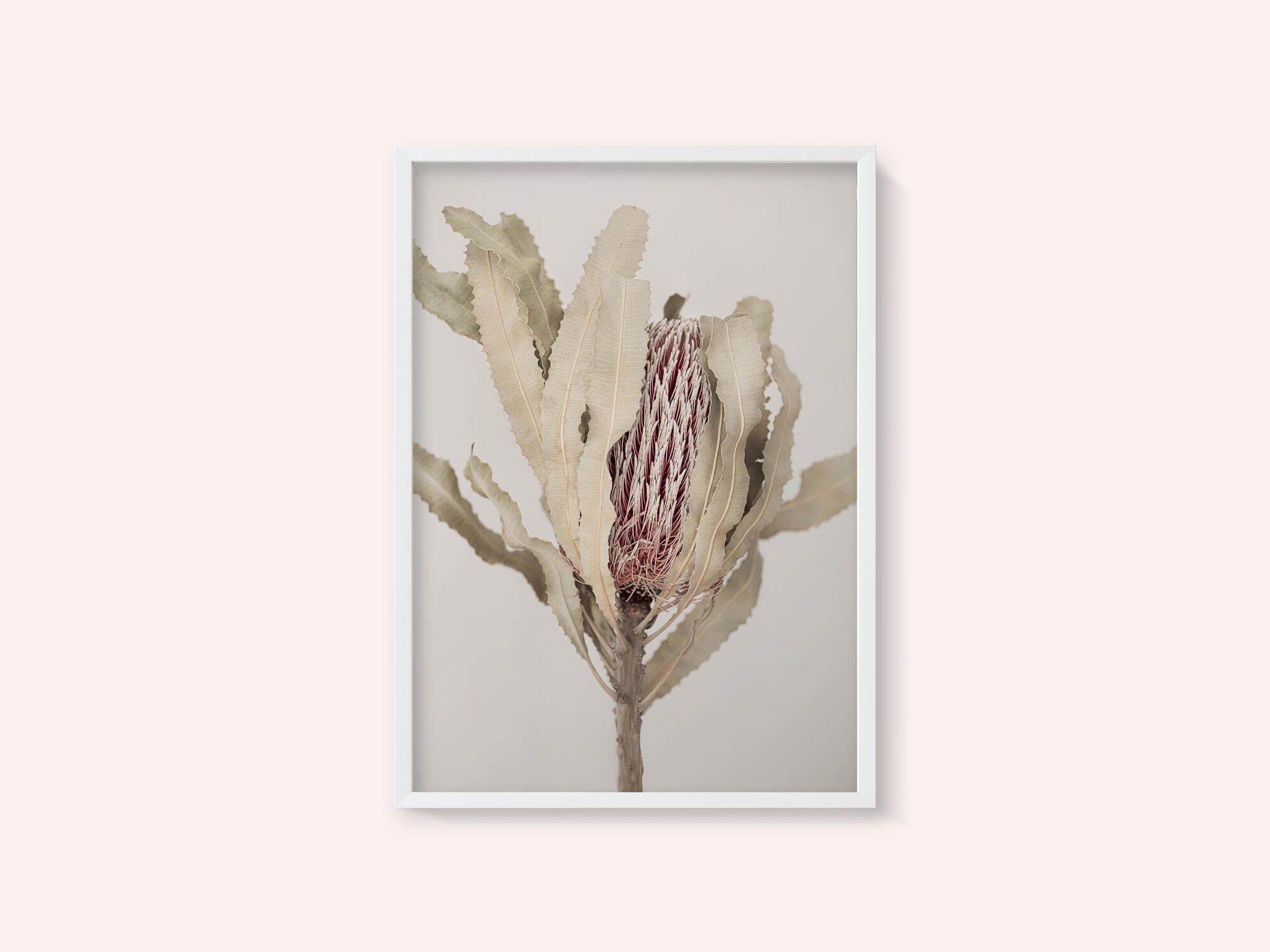 Banksia