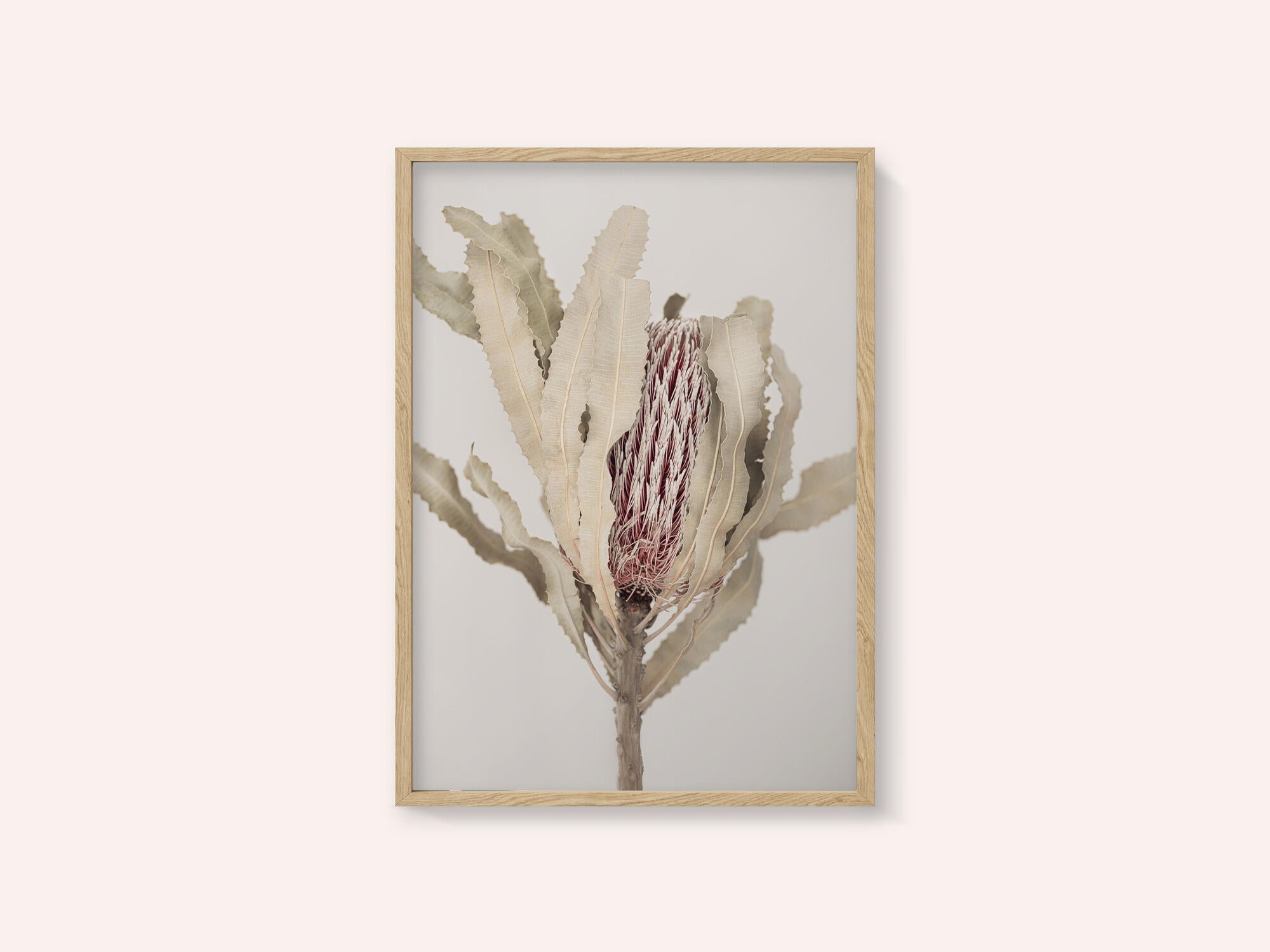 Banksia