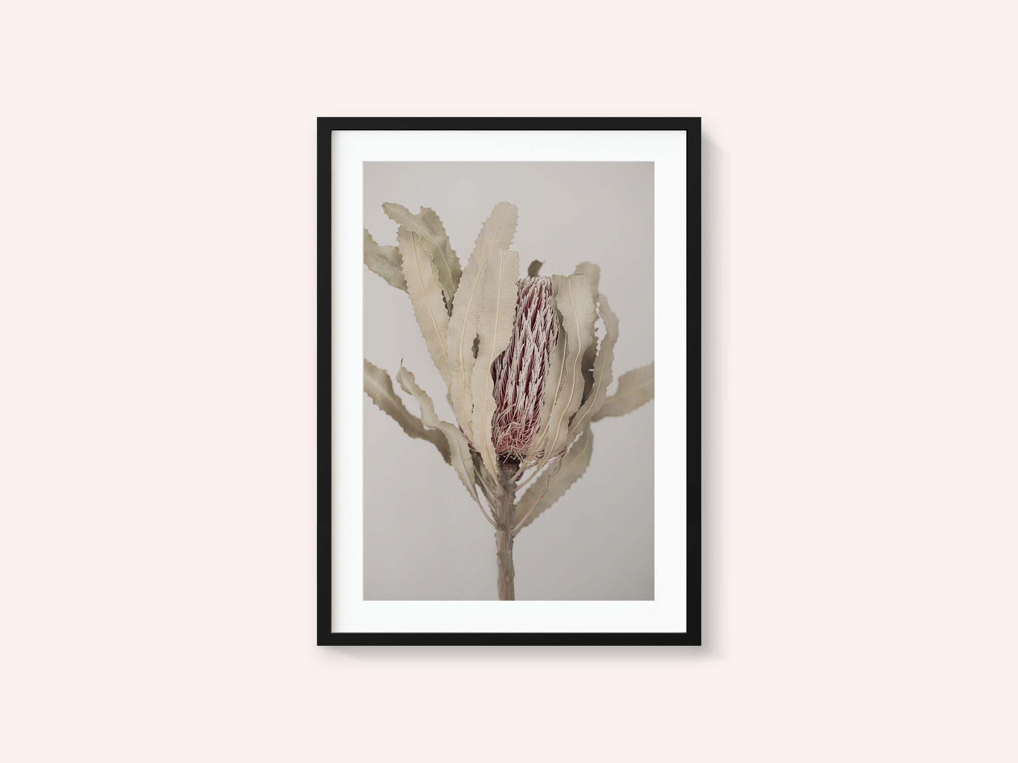 Banksia