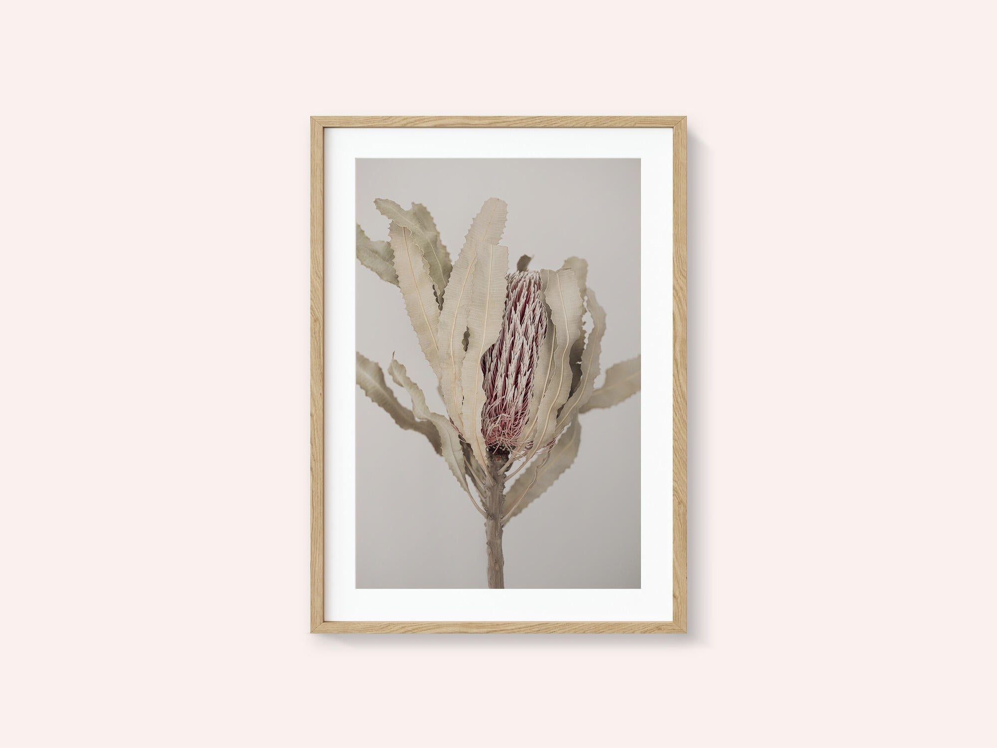 Banksia