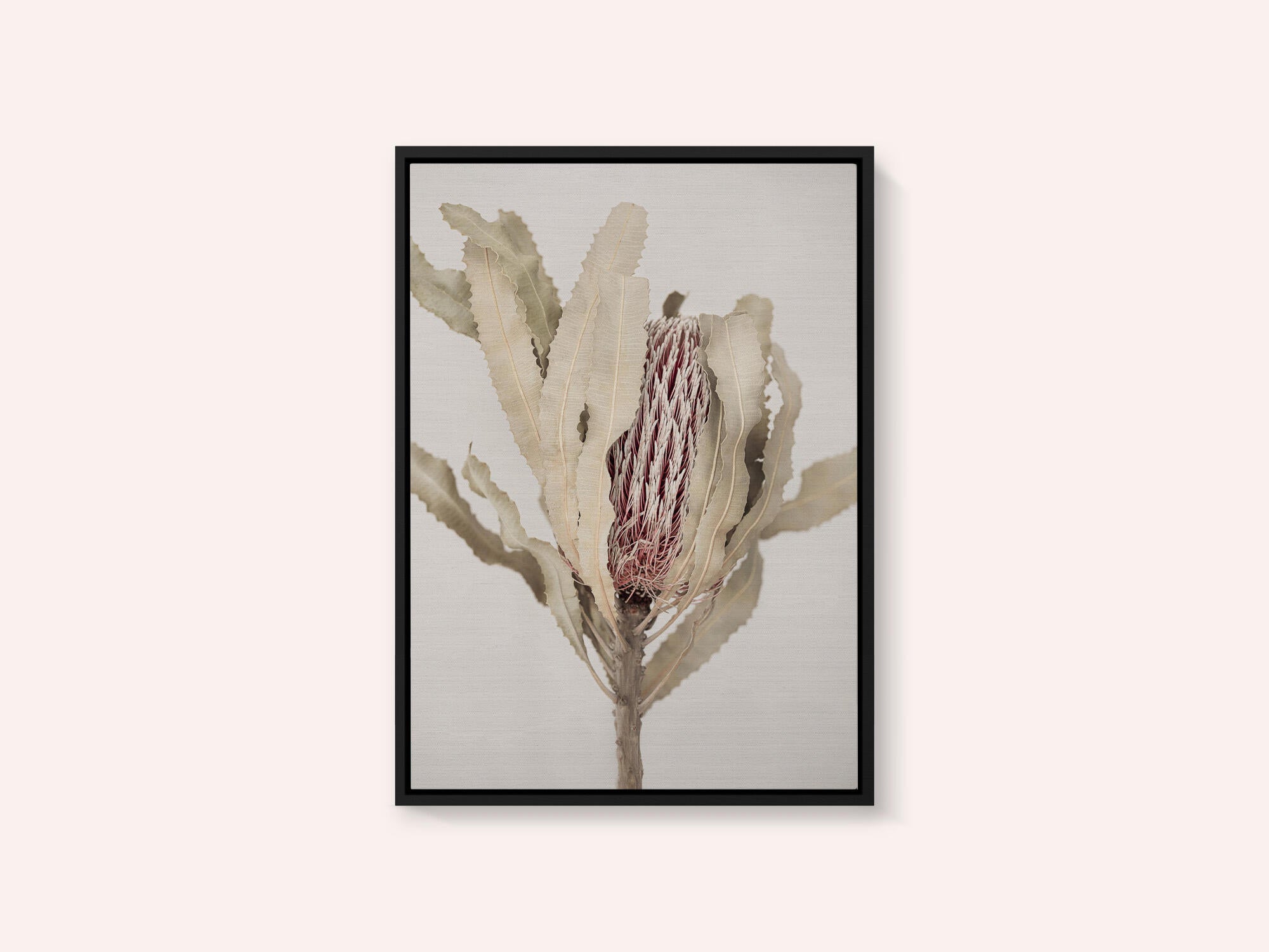 Banksia