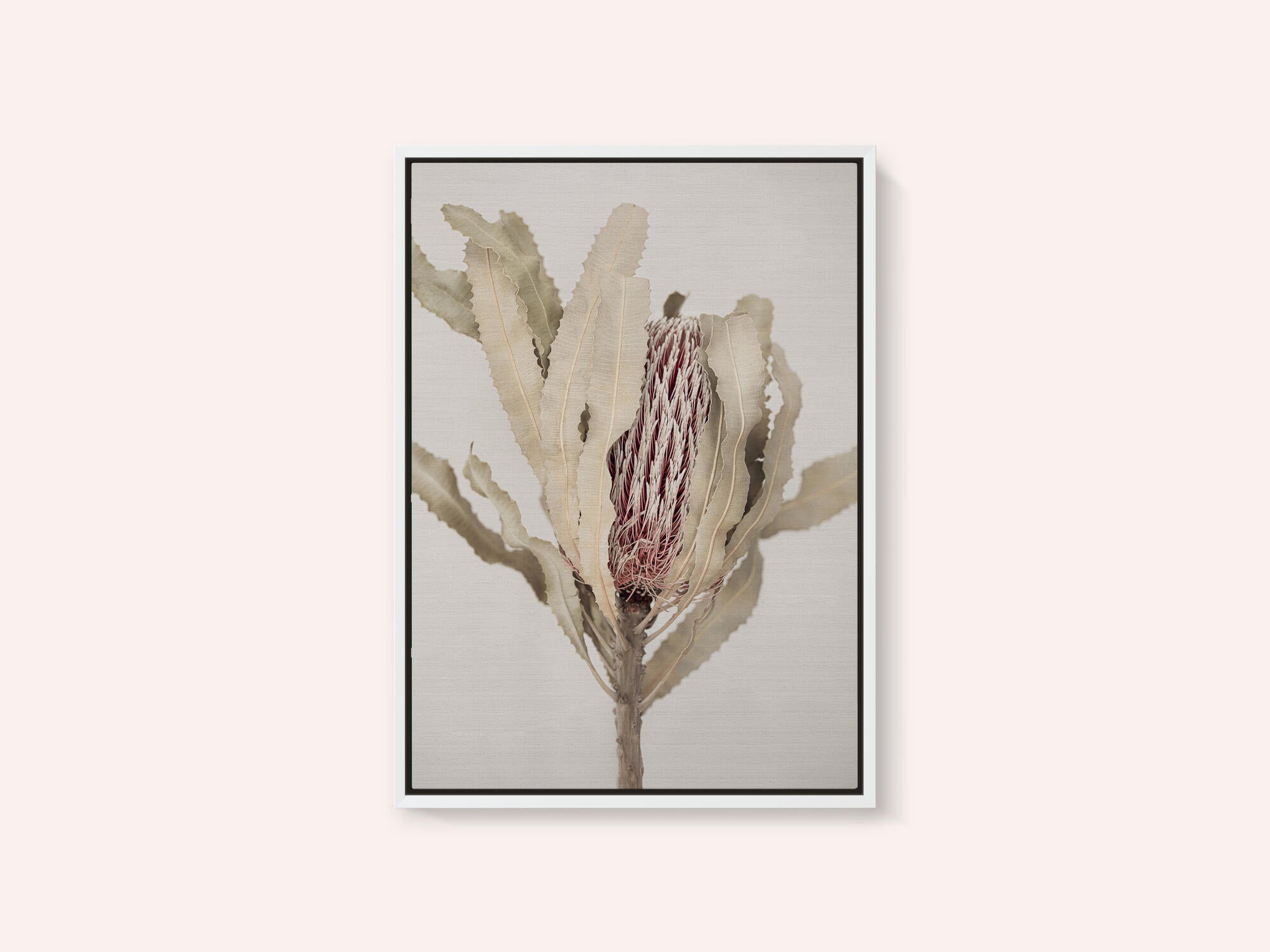Banksia