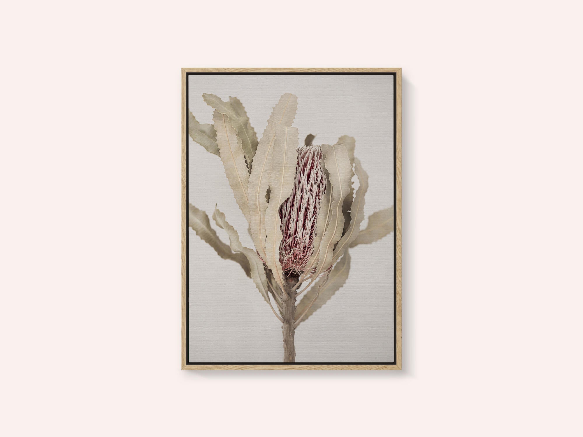 Banksia