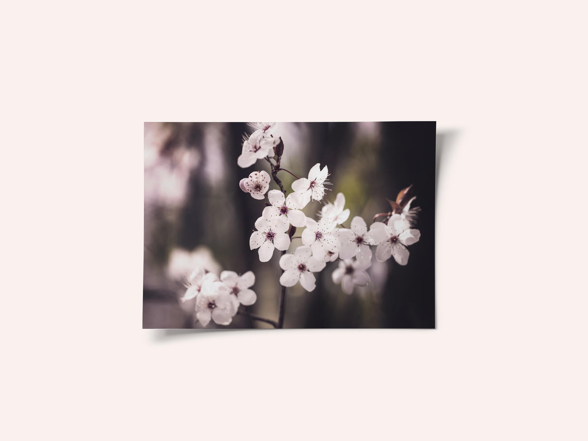 Blossoms