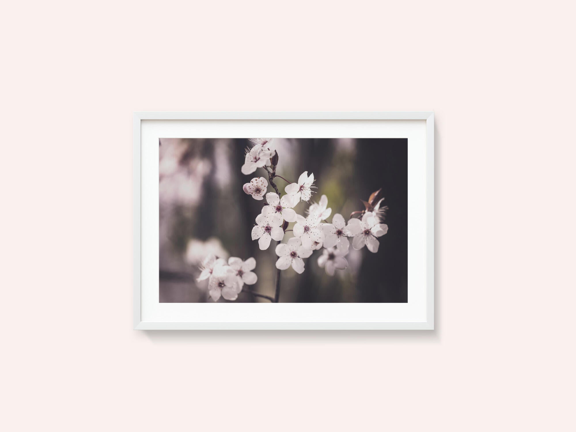 Blossoms