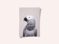 African Grey