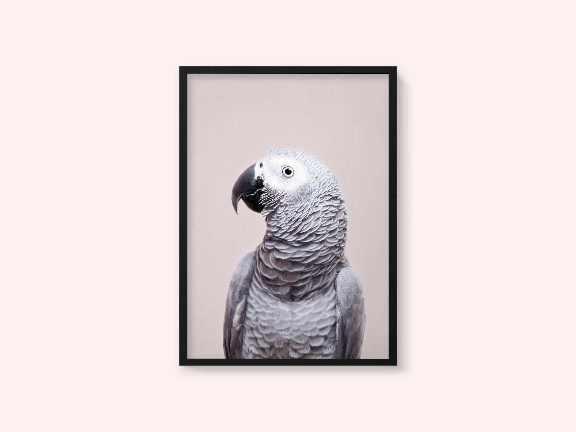 African Grey