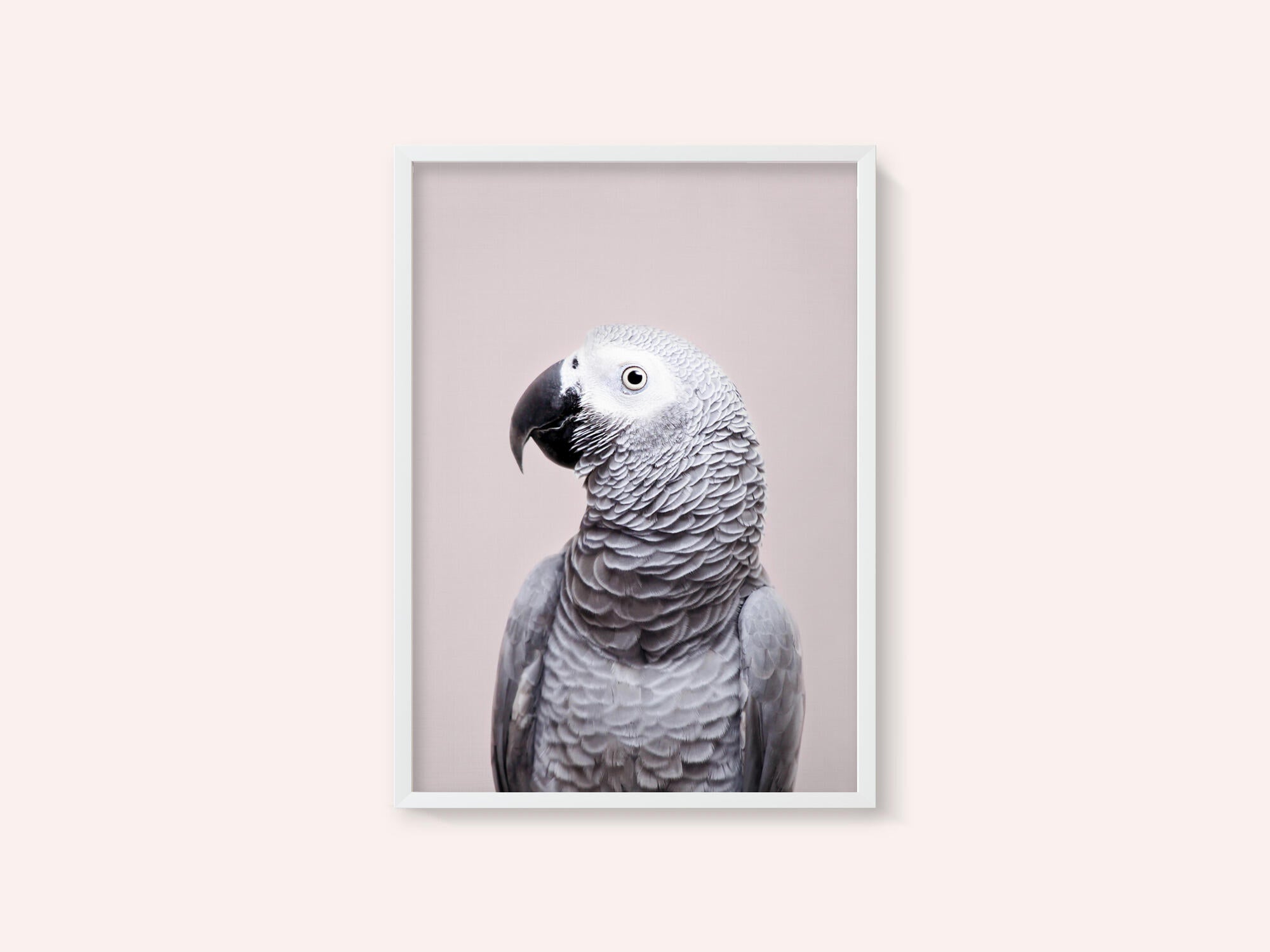 African Grey