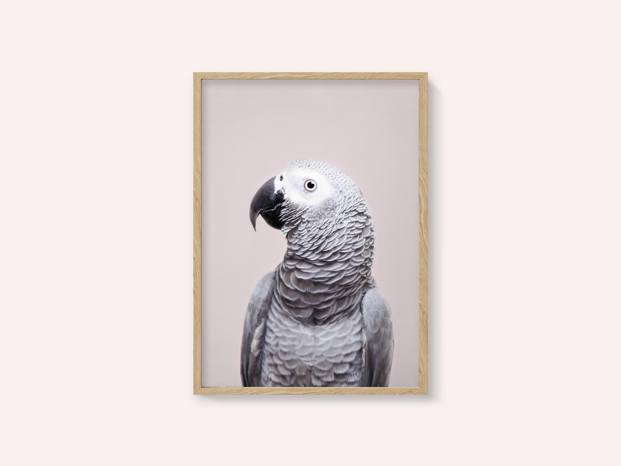 African Grey