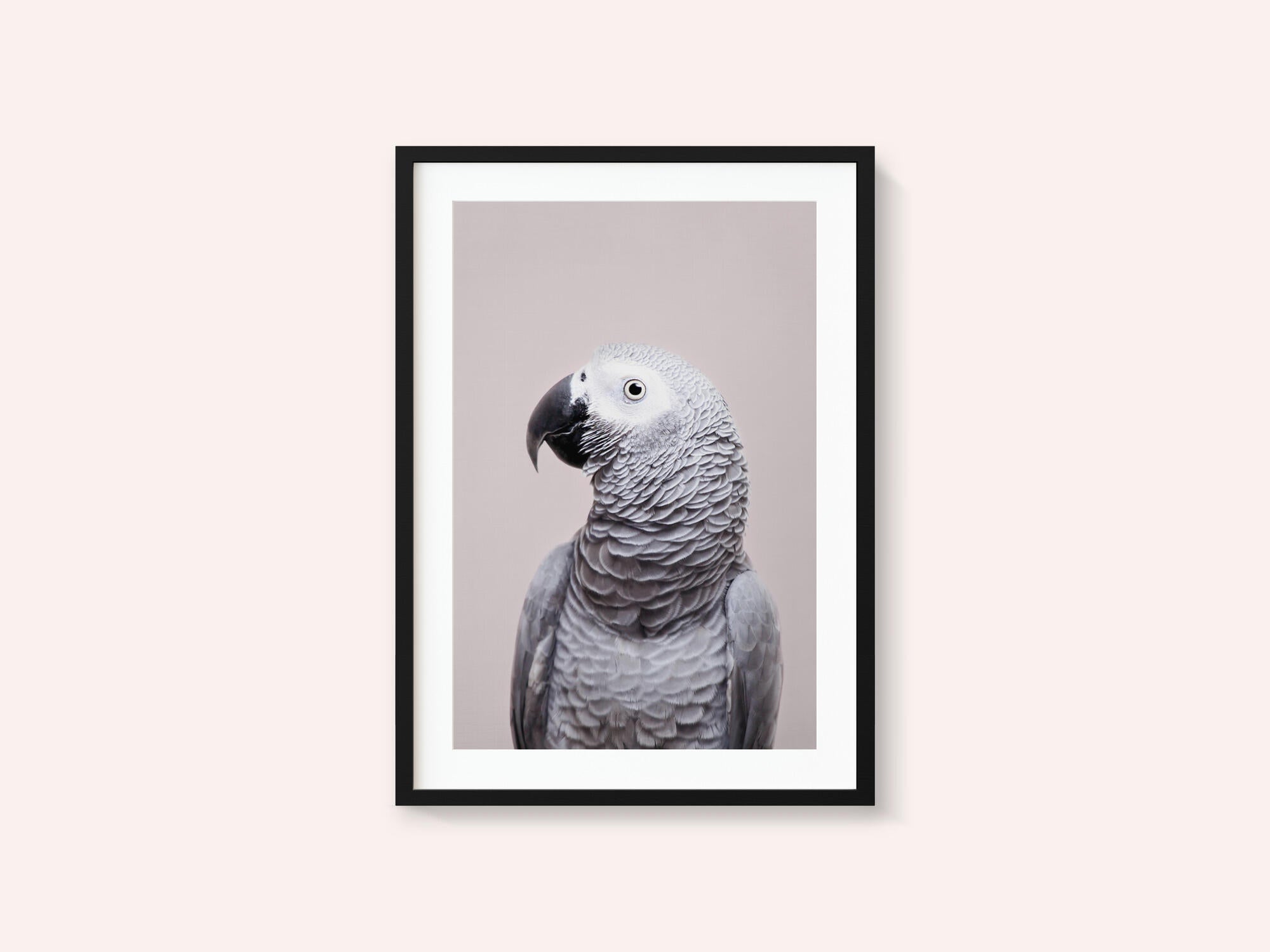 African Grey