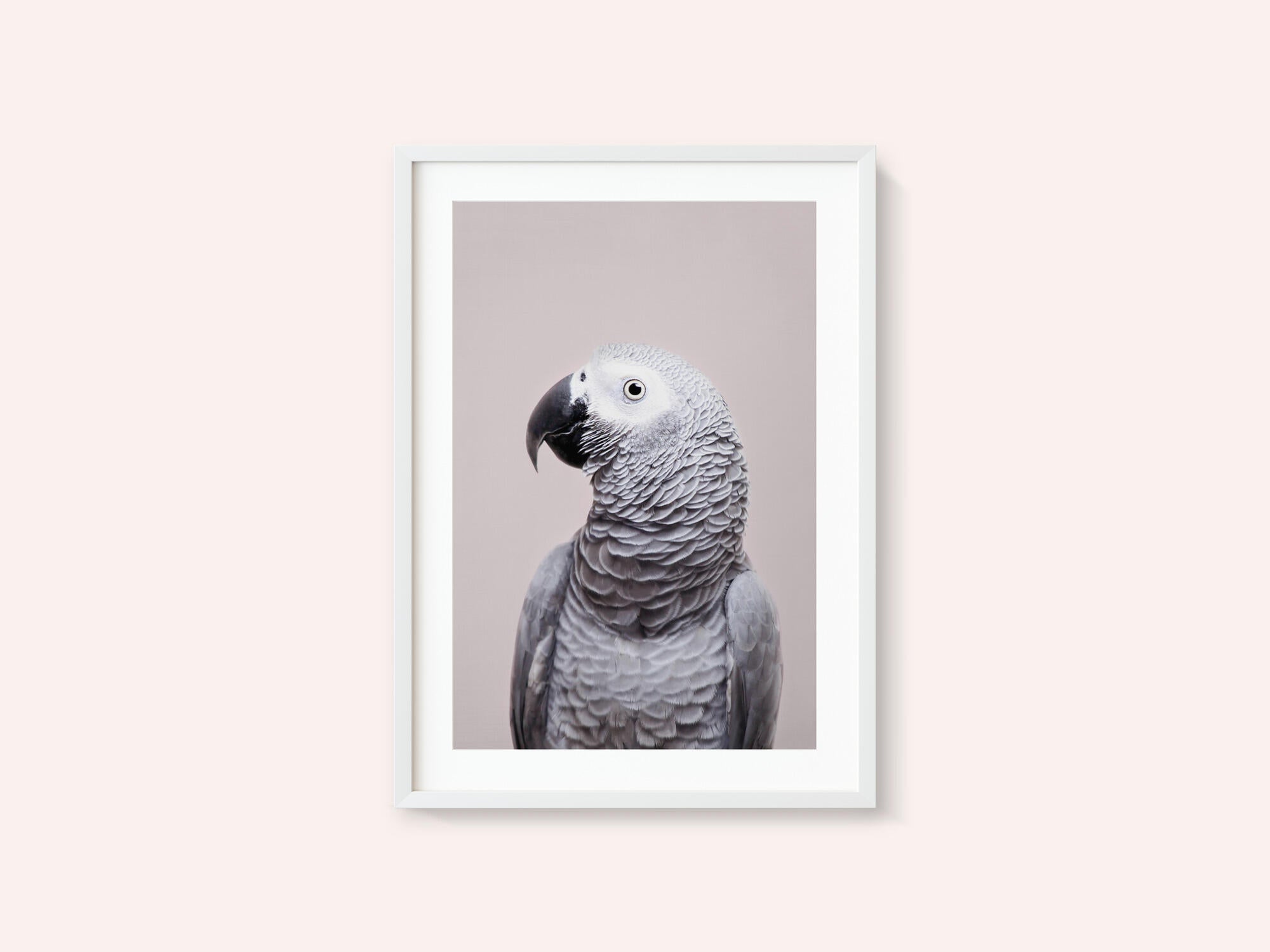 African Grey