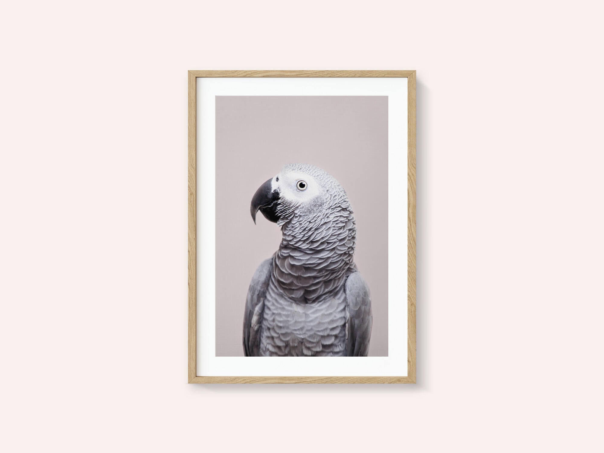 African Grey