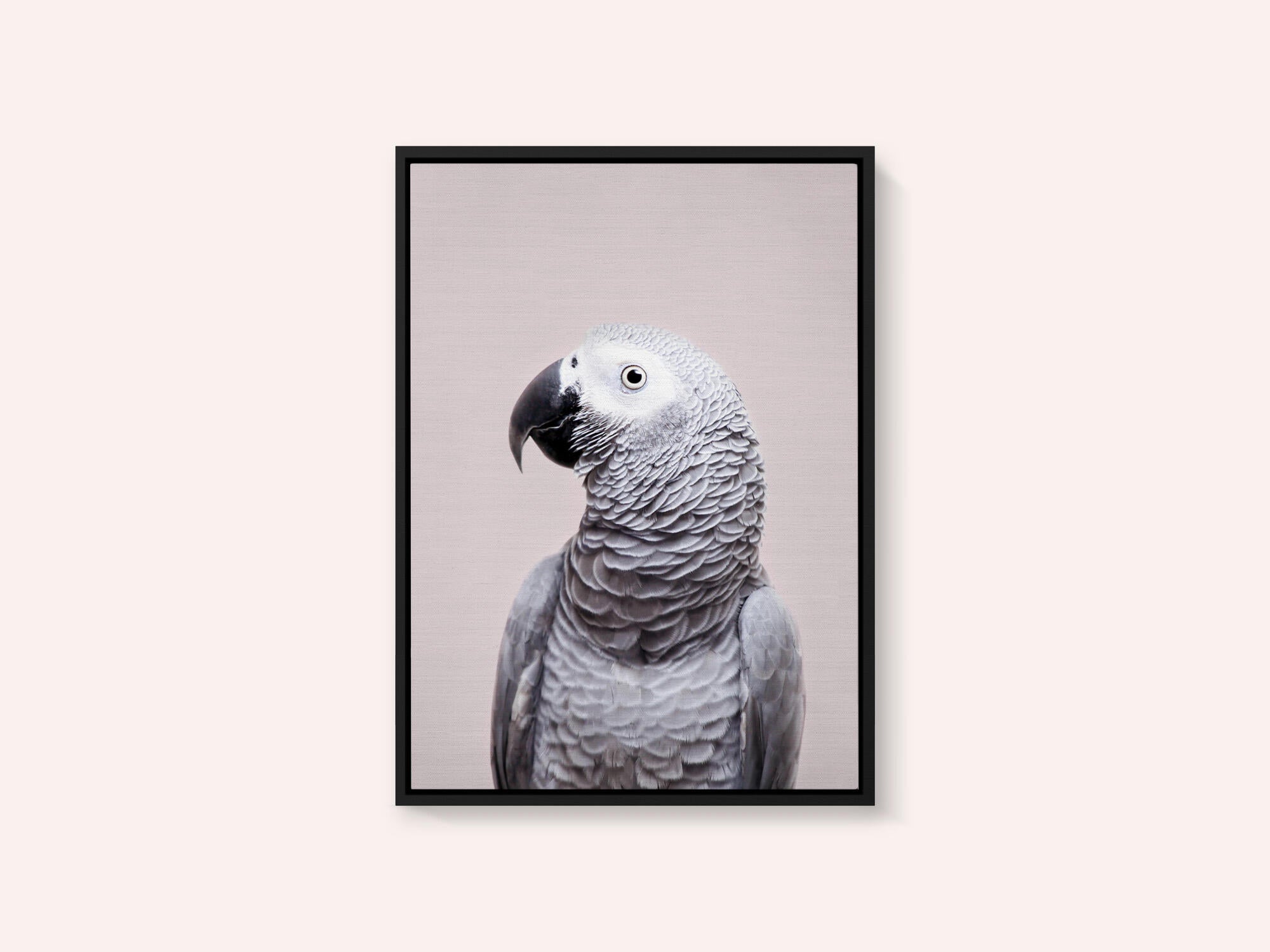 African Grey