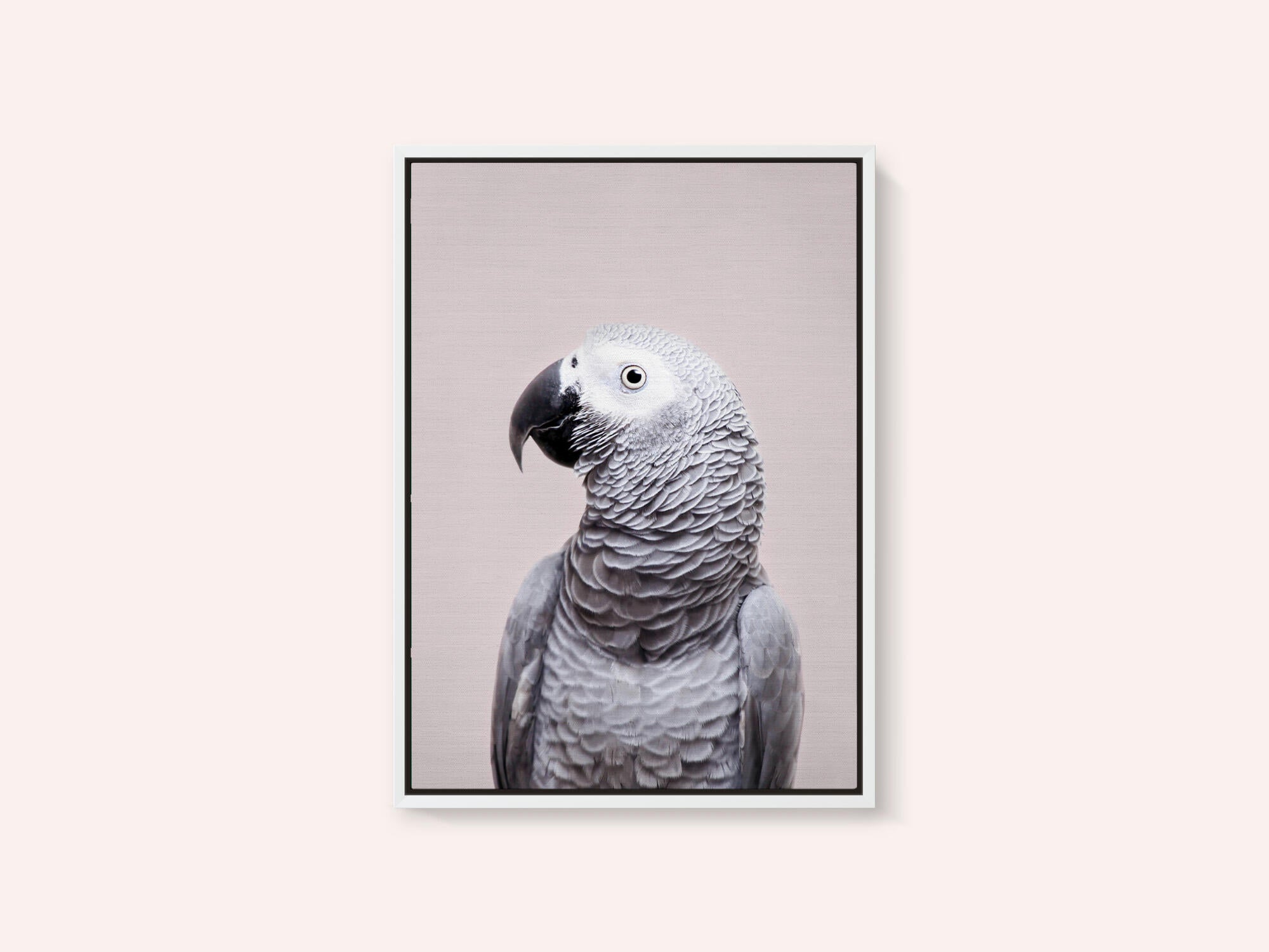 African Grey