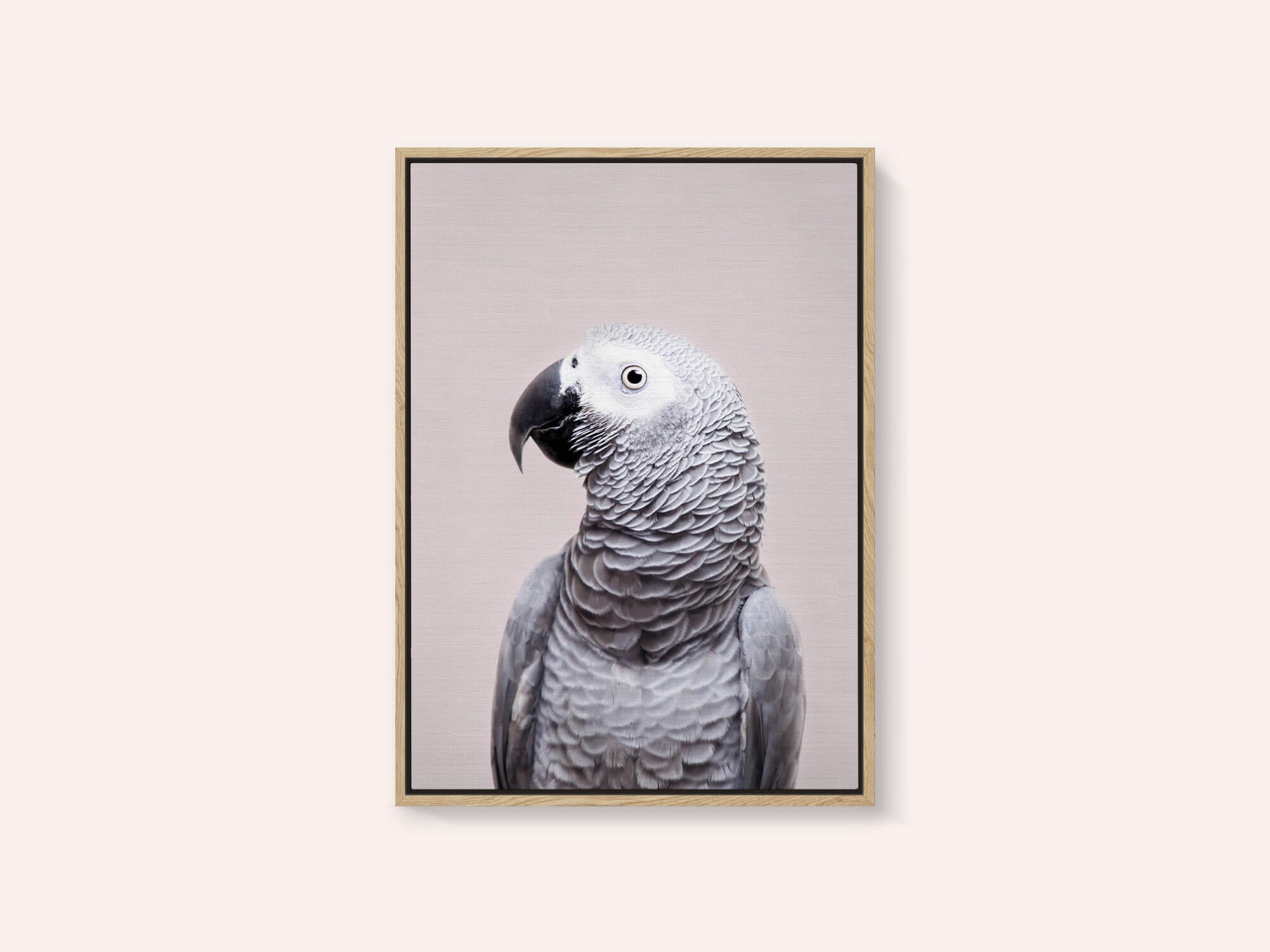 African Grey