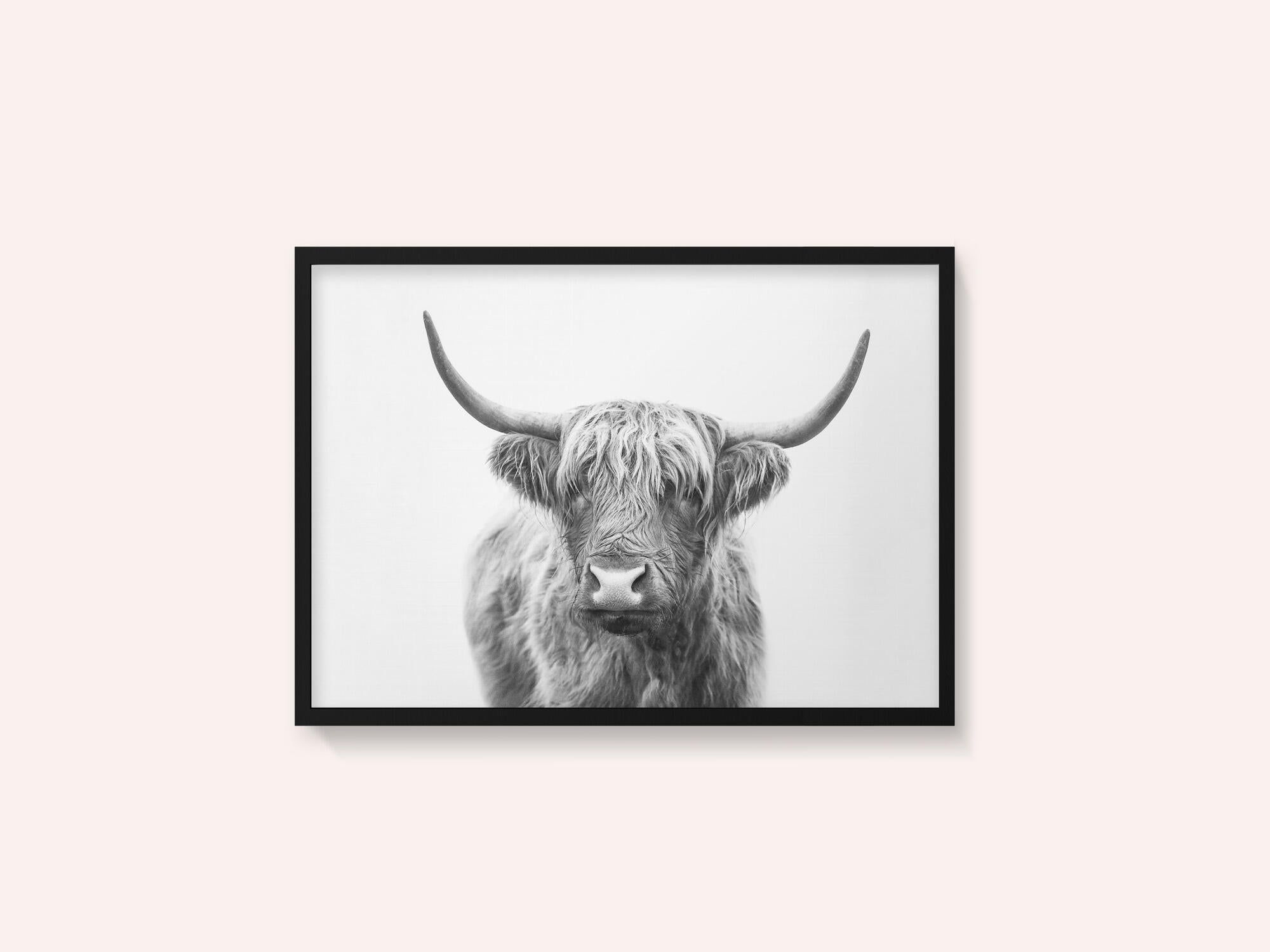 Highland Bull
