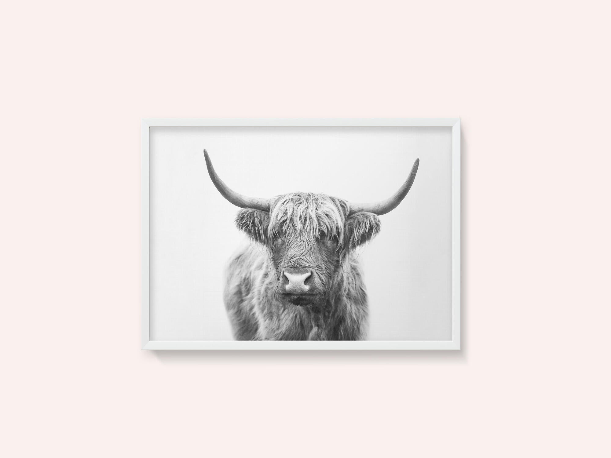Highland Bull