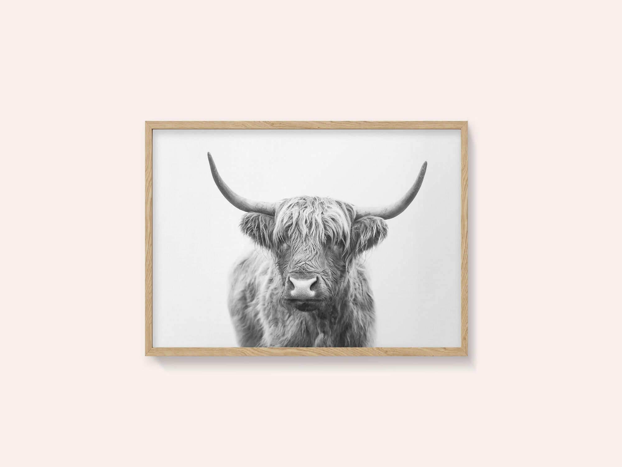 Highland Bull