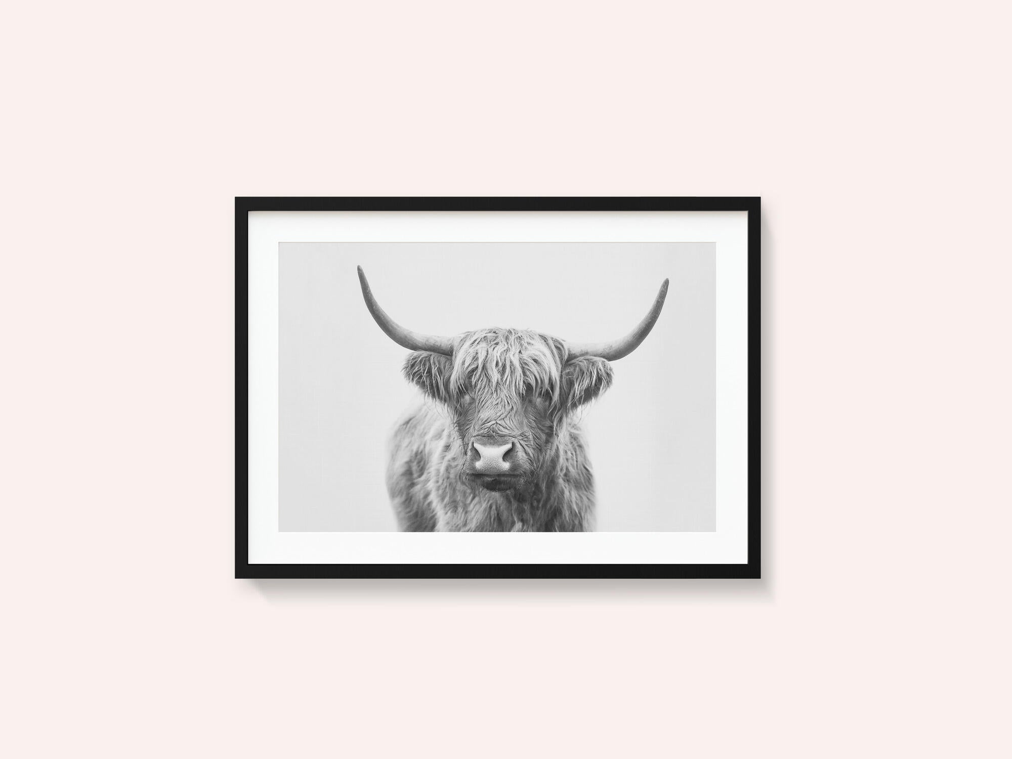 Highland Bull