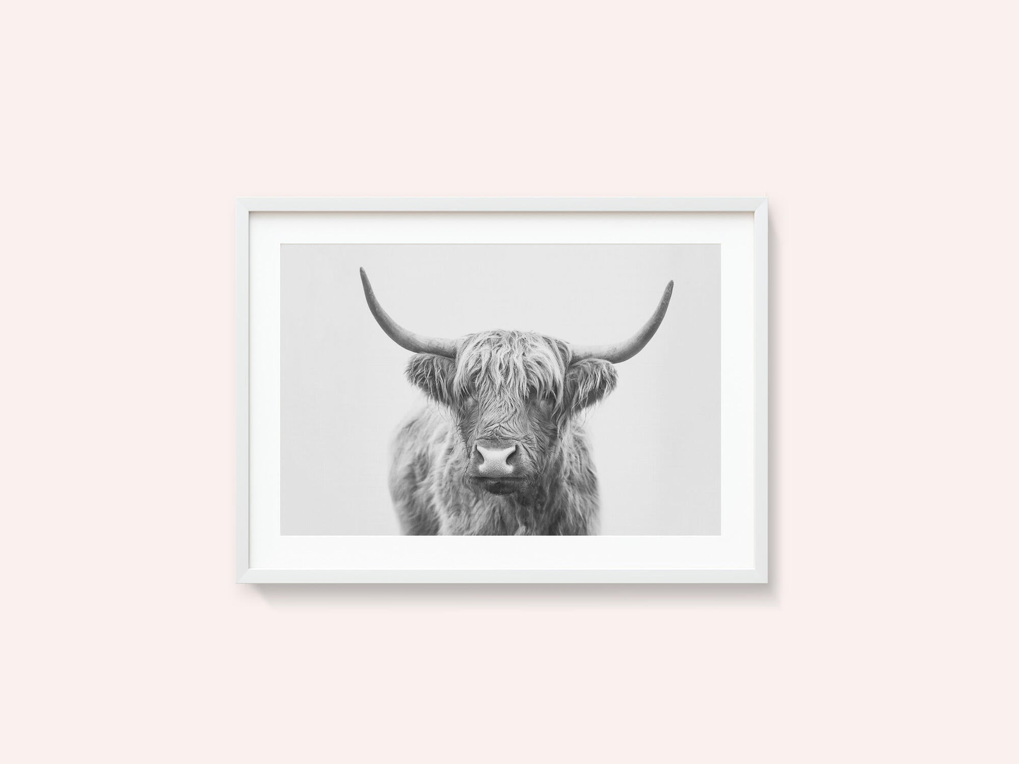 Highland Bull