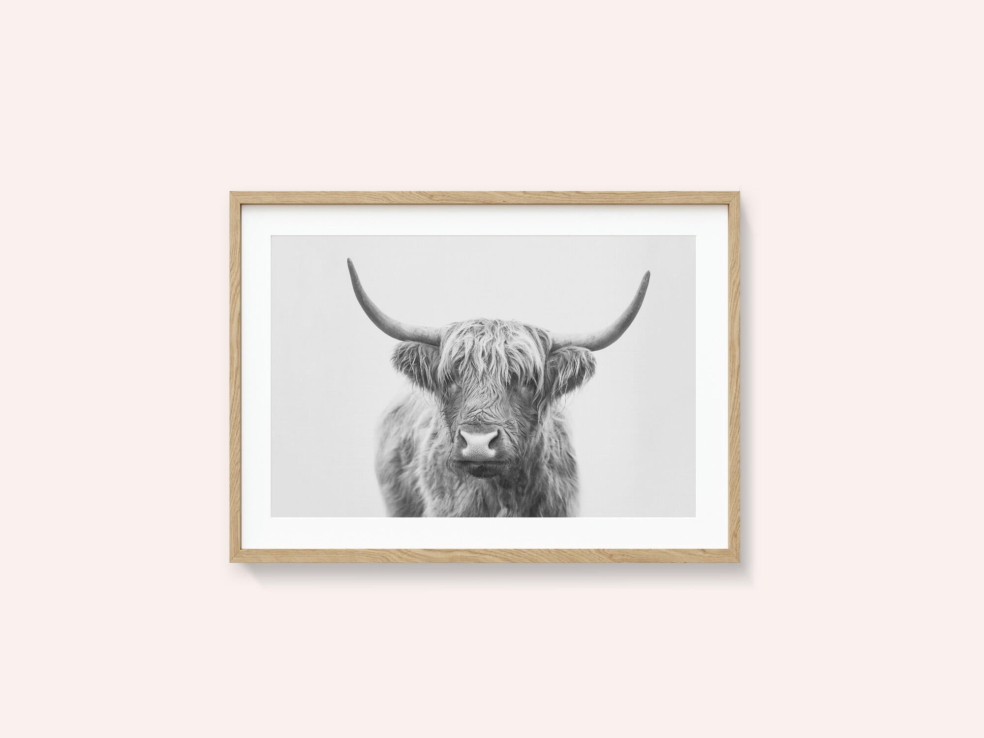Highland Bull