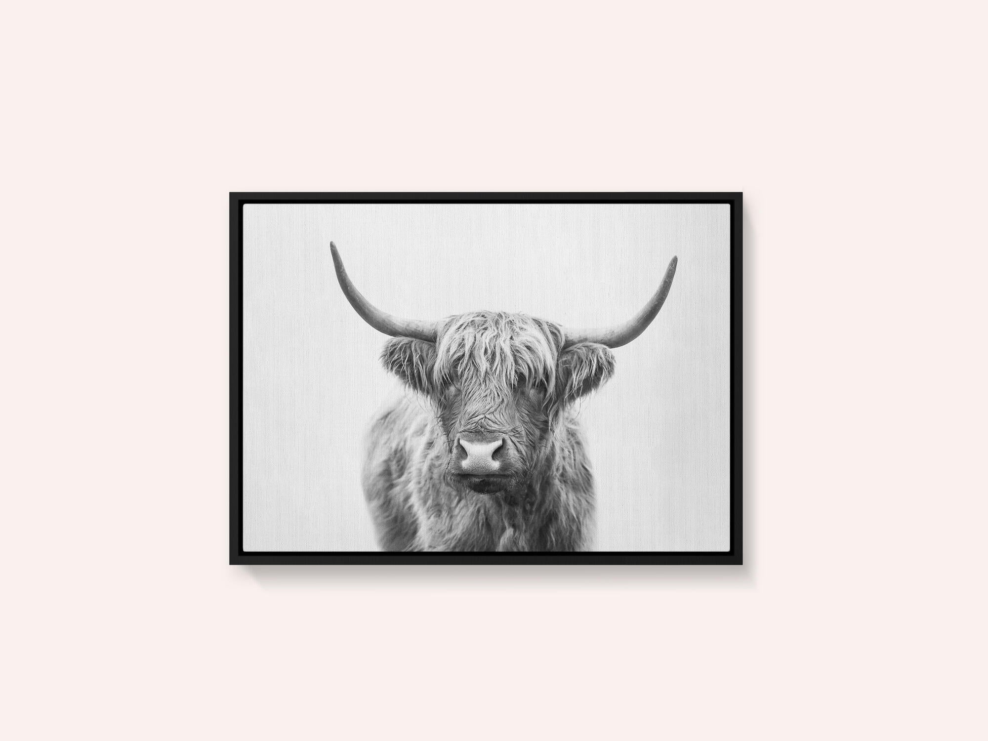 Highland Bull